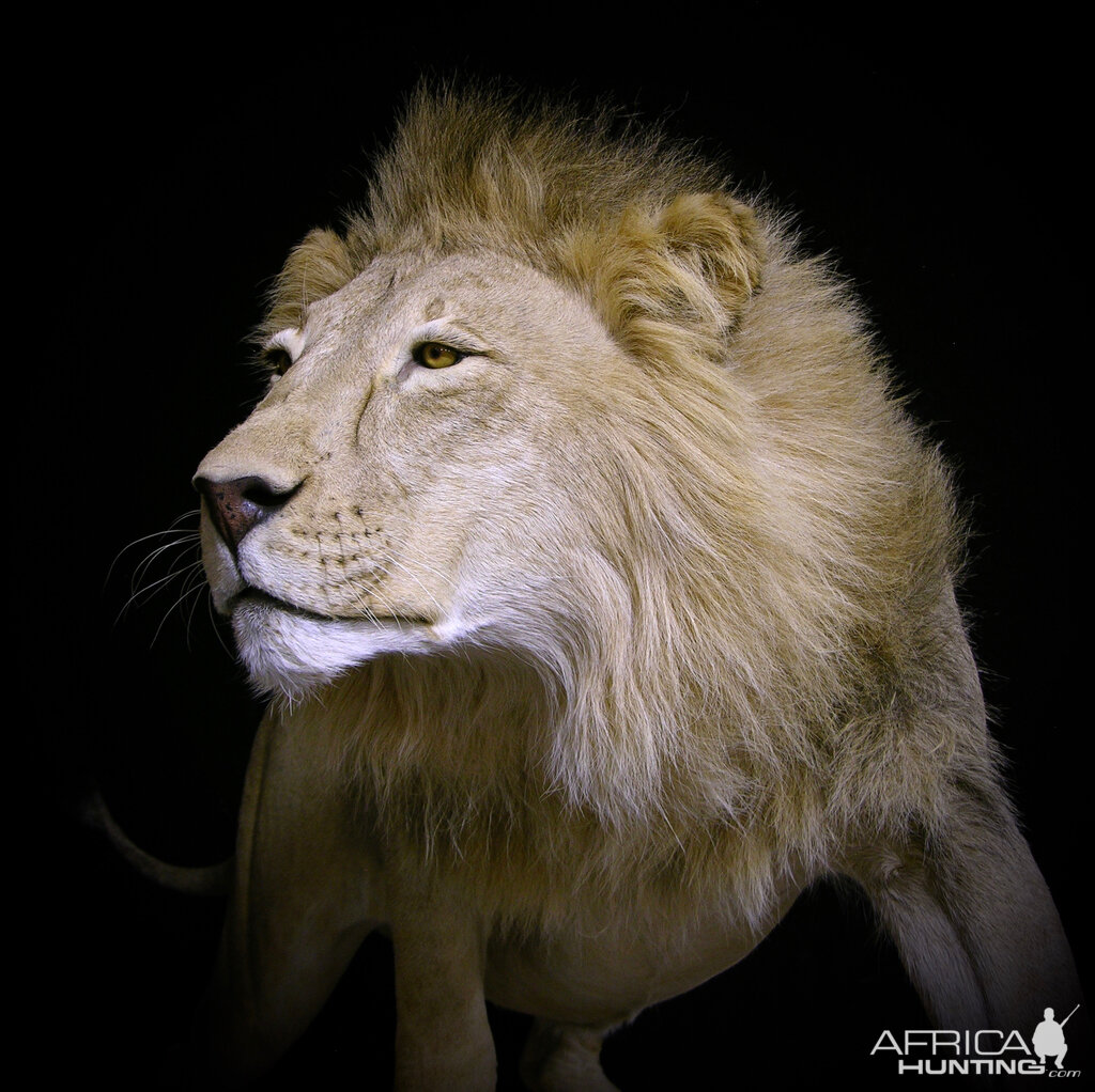 Full Mount Taxidermy Lion