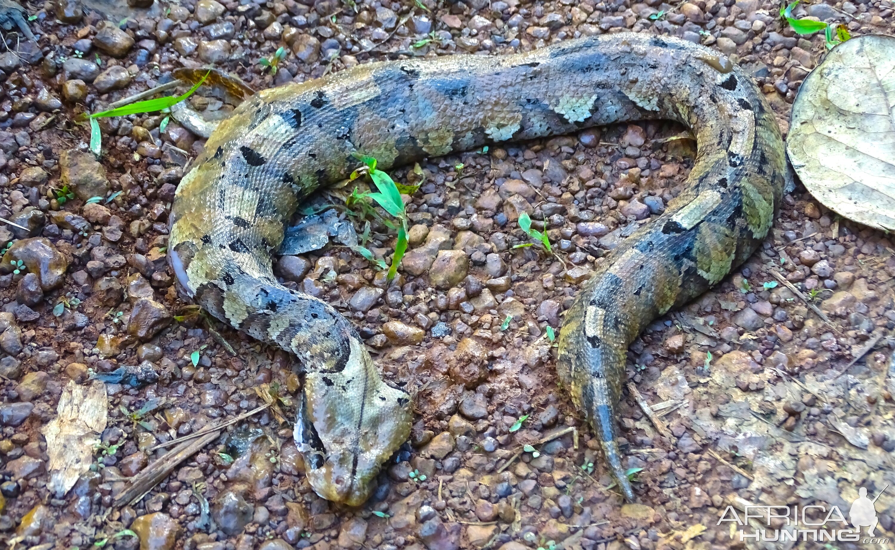 gabon-viper-snake-in-congo-africahunting