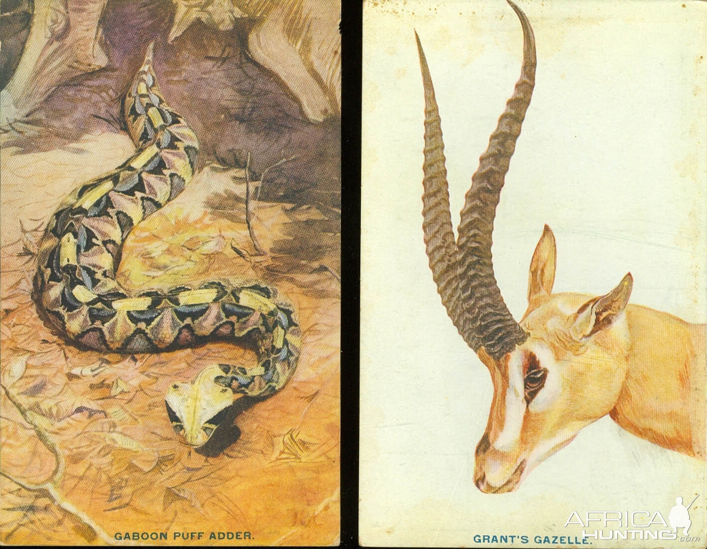 Gaboon puffadder & Grants Gazelle