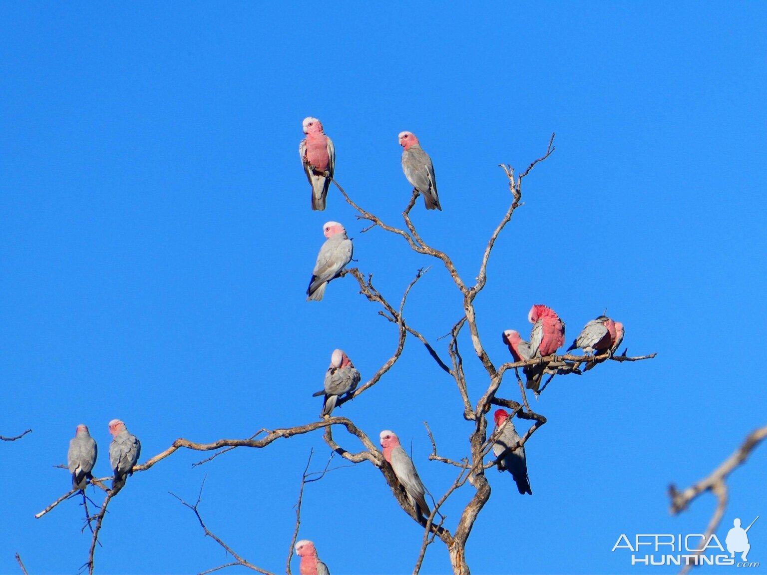 Galah Australia