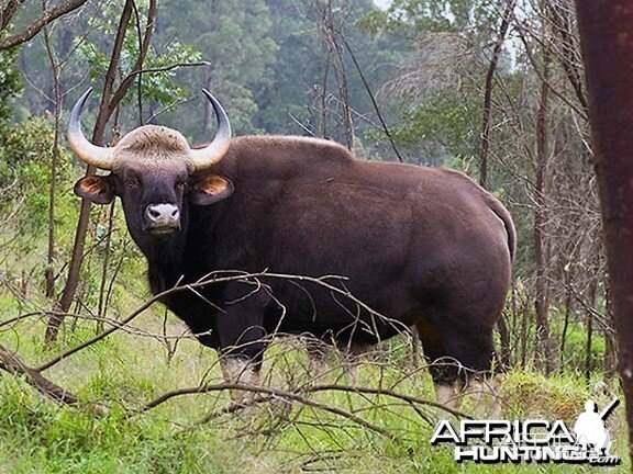 Gaur, Indian Bison