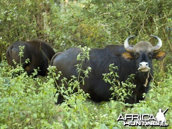 Gaur, Indian Bison