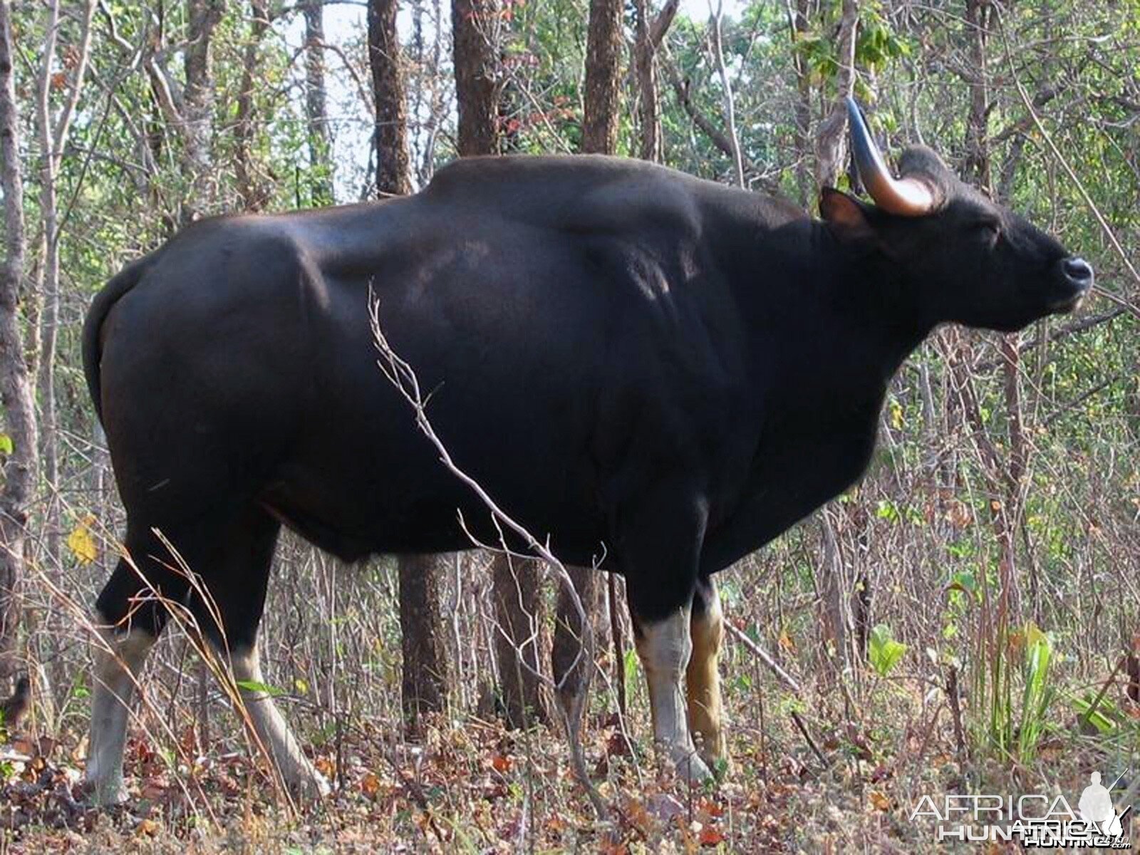 Gaur, Indian Bison