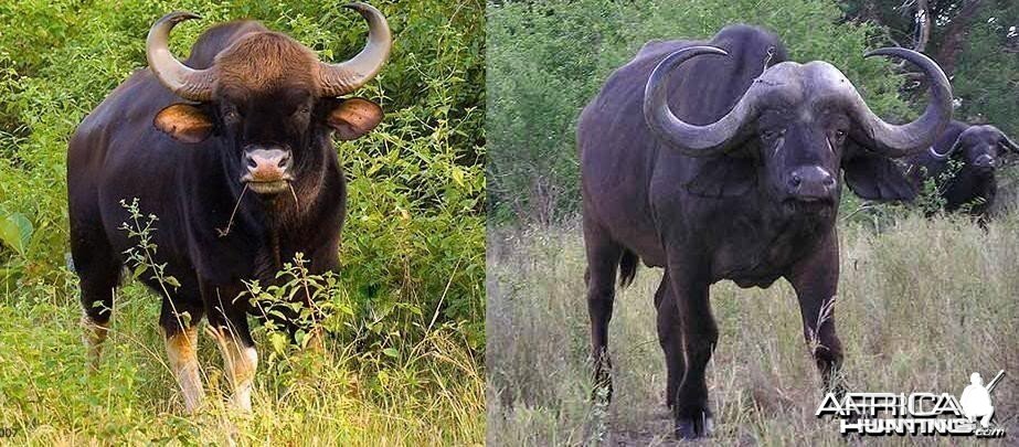 Gaur vs African Buffalo