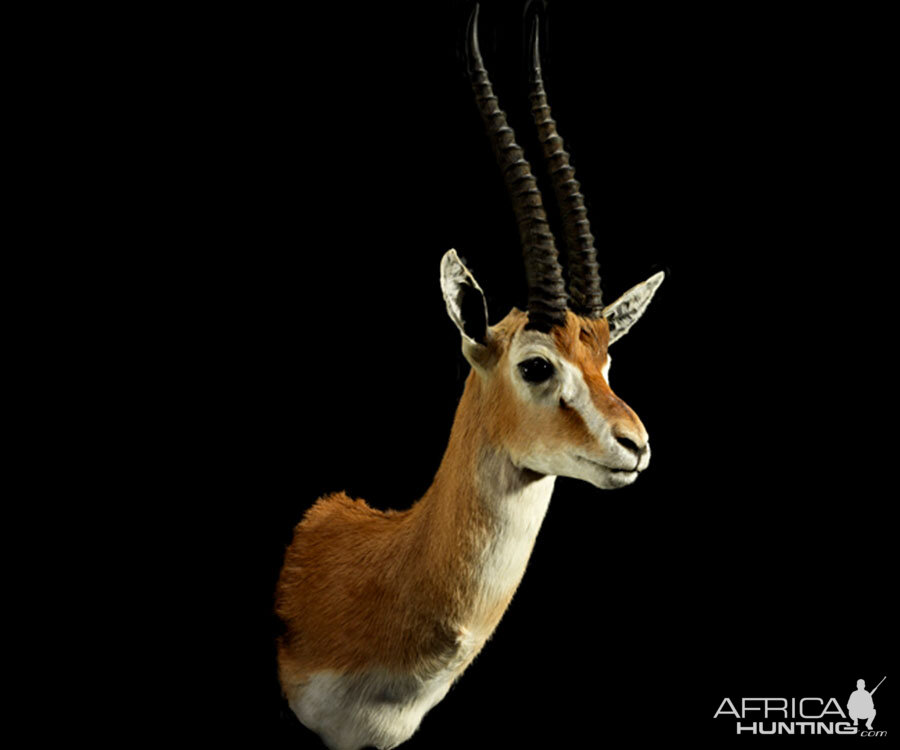 Gazelle Shoulder Mount Taxidermy