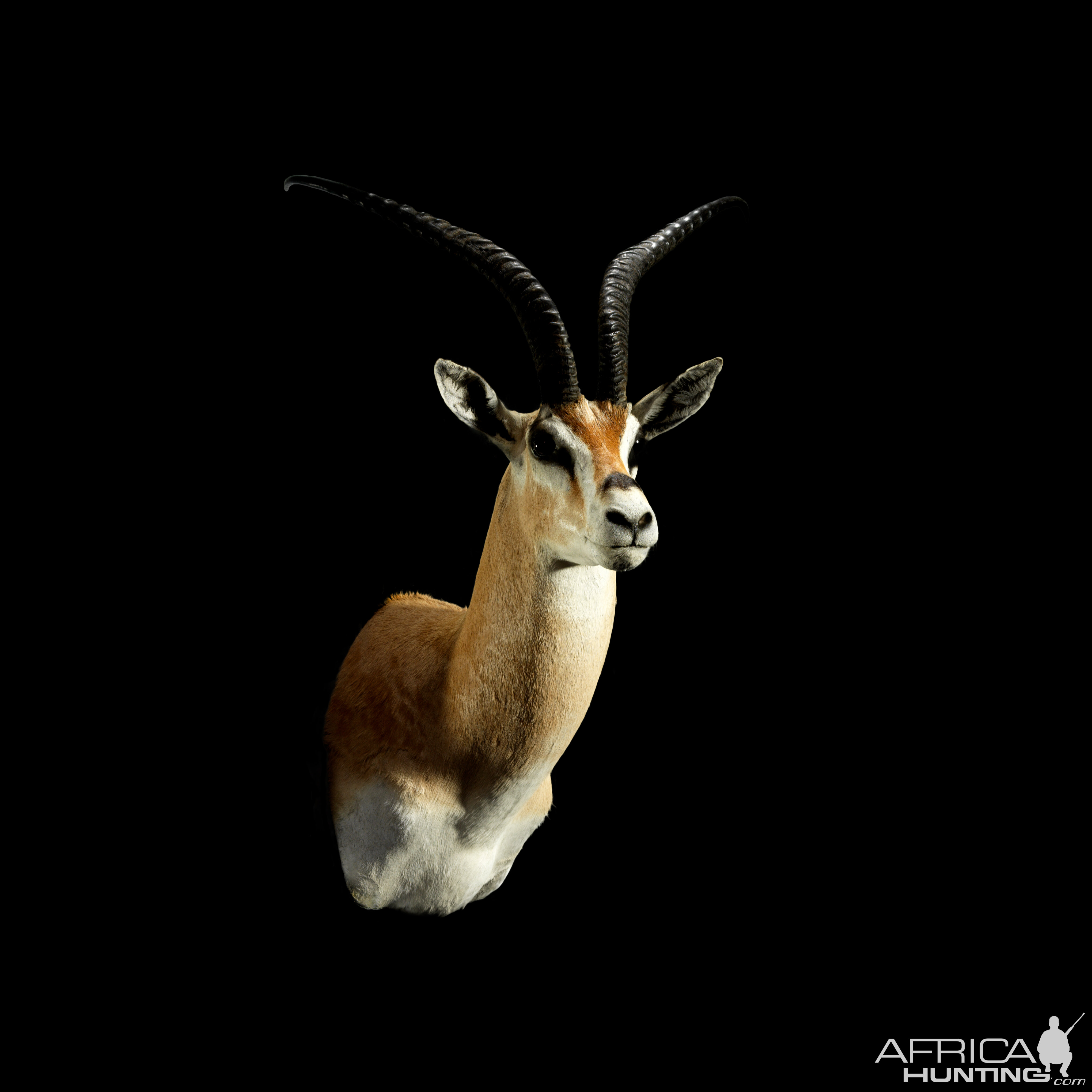 Gazelle Shoulder Mount