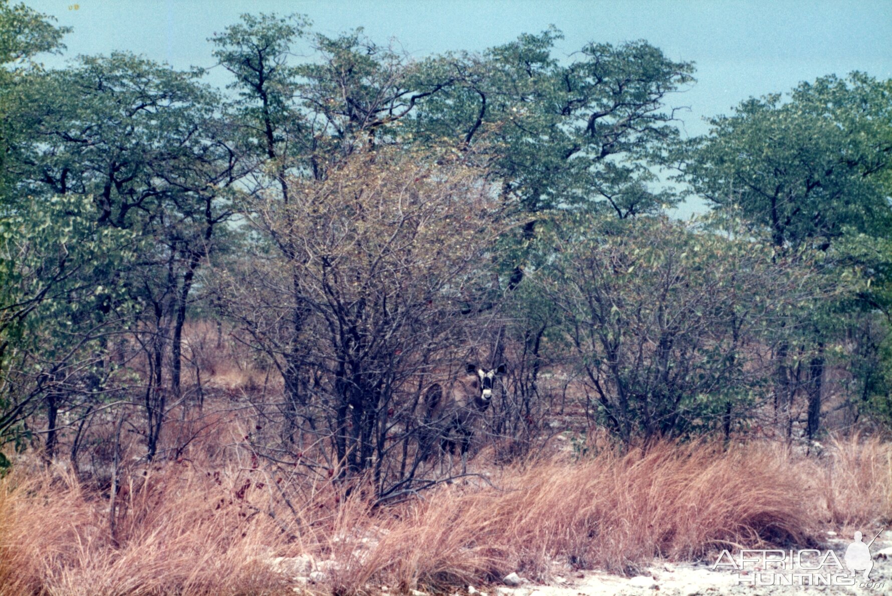 Gemsbok at Etosha National Park in Namibia