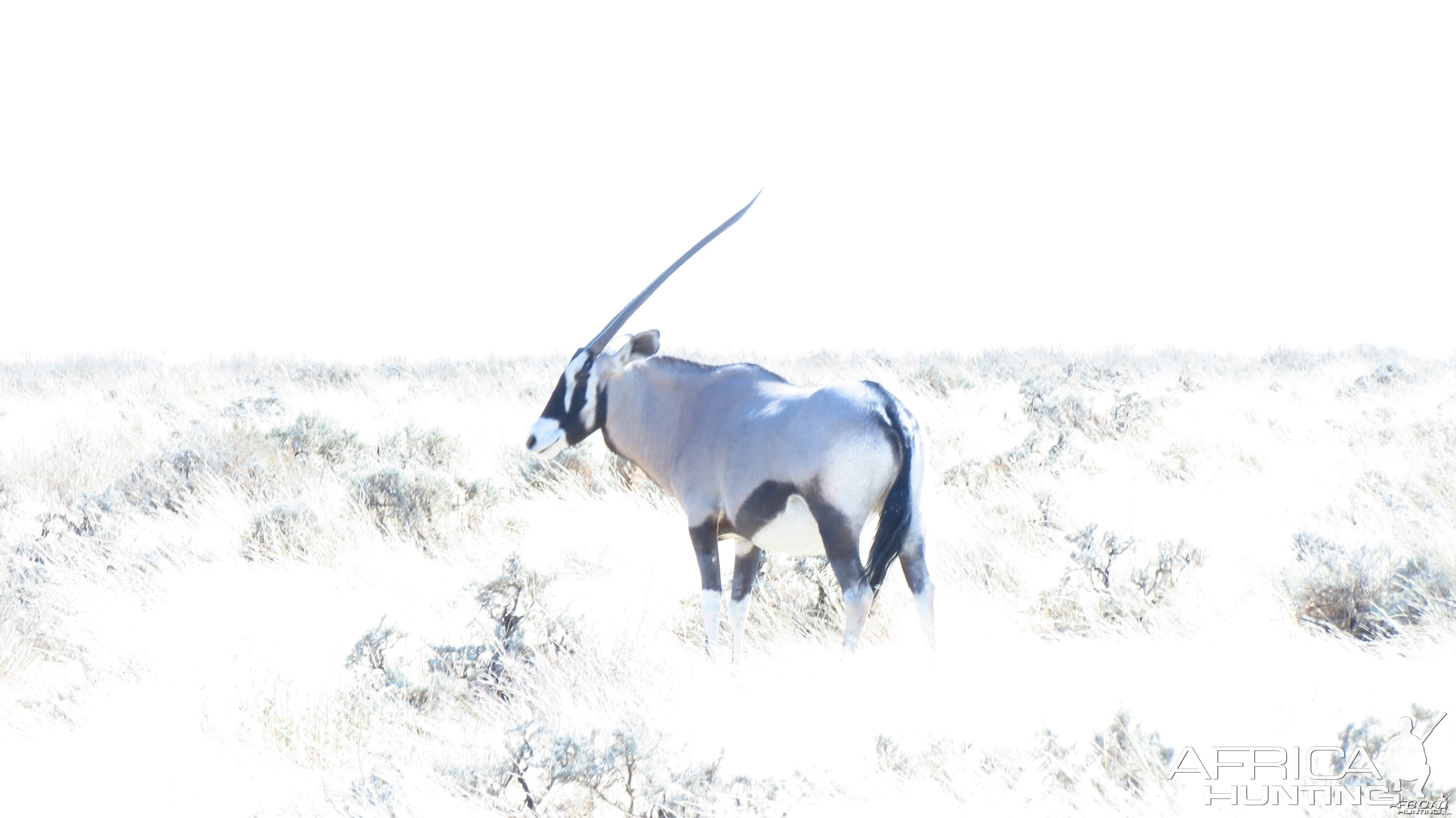 Gemsbok at Etosha National Park