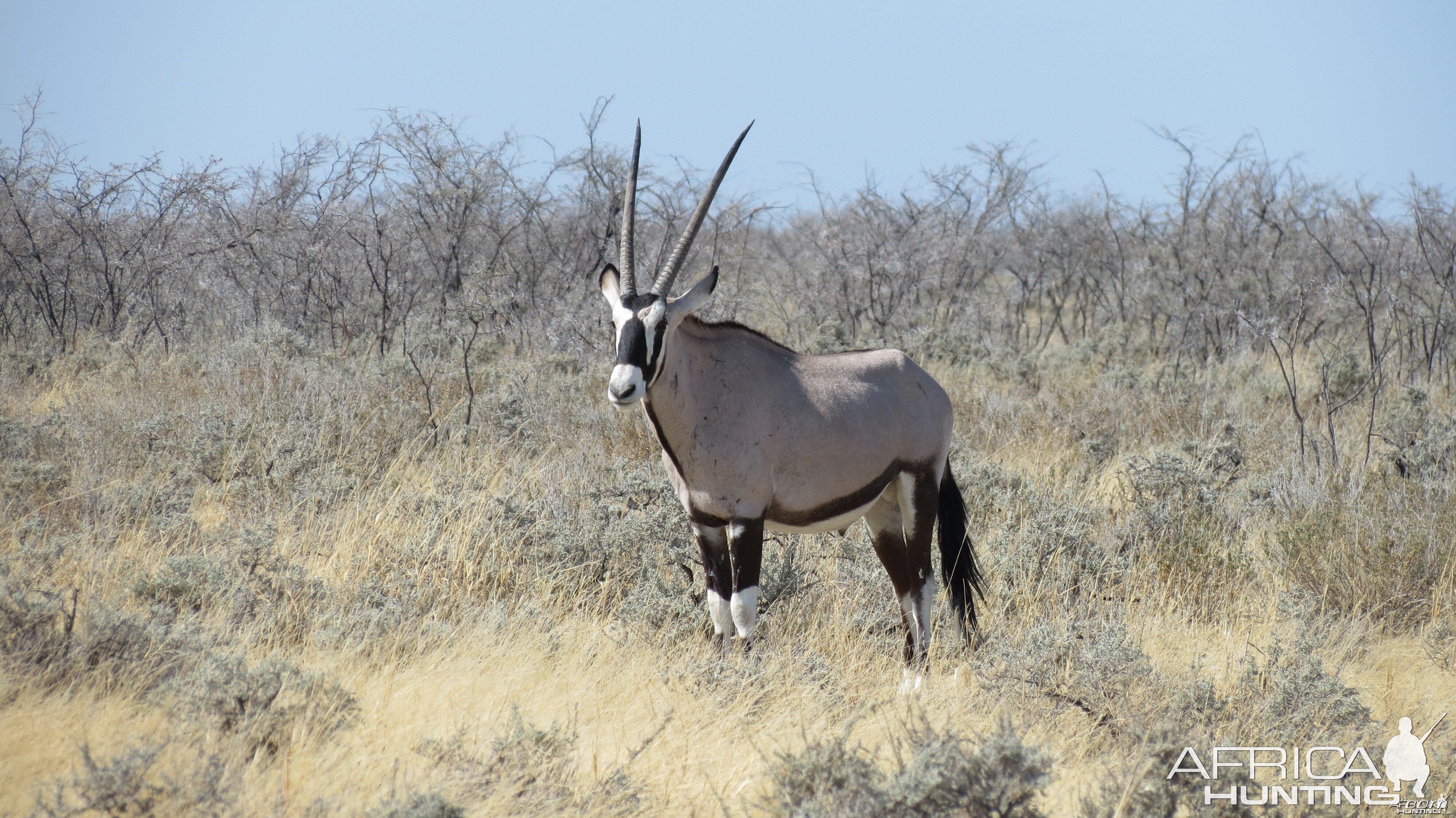 Gemsbok at Etosha National Park