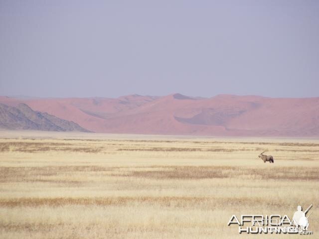 Gemsbok at Sossusvlei Namibia