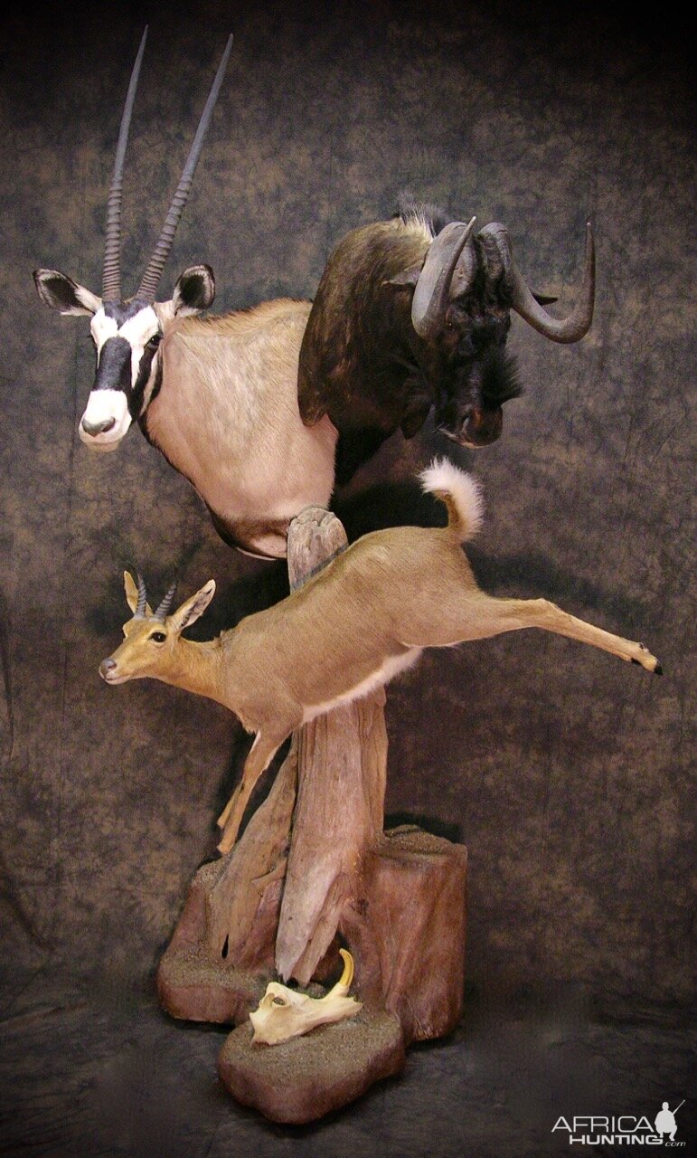 Gemsbok & Black WIldebeest Shoulder Mount Combined with Mountain Rheedbuck Full Mount Pedestal Taxidermy