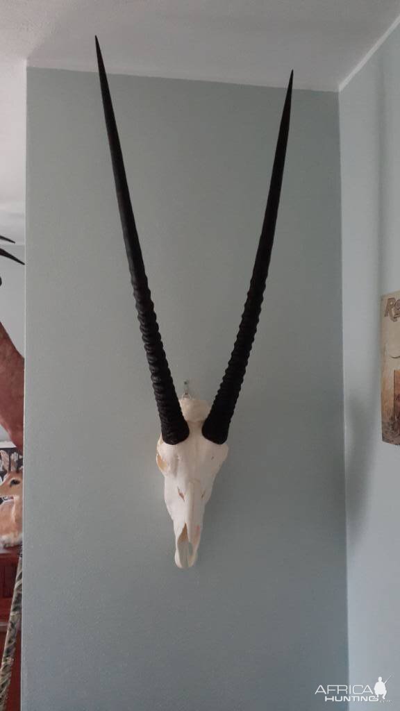 Gemsbok Bleached Skull Mount Taxidermy