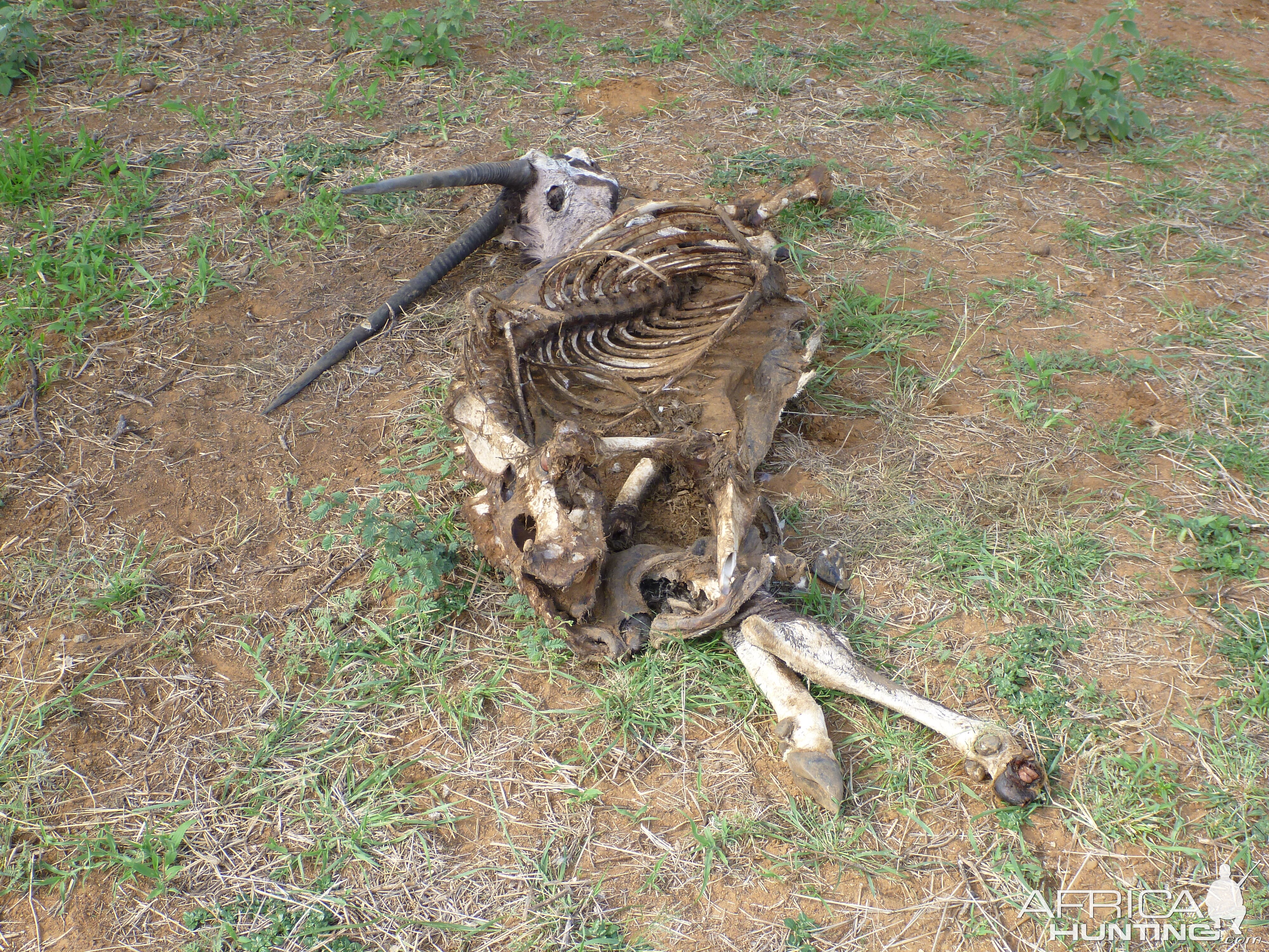 Gemsbok Carcass Namibia