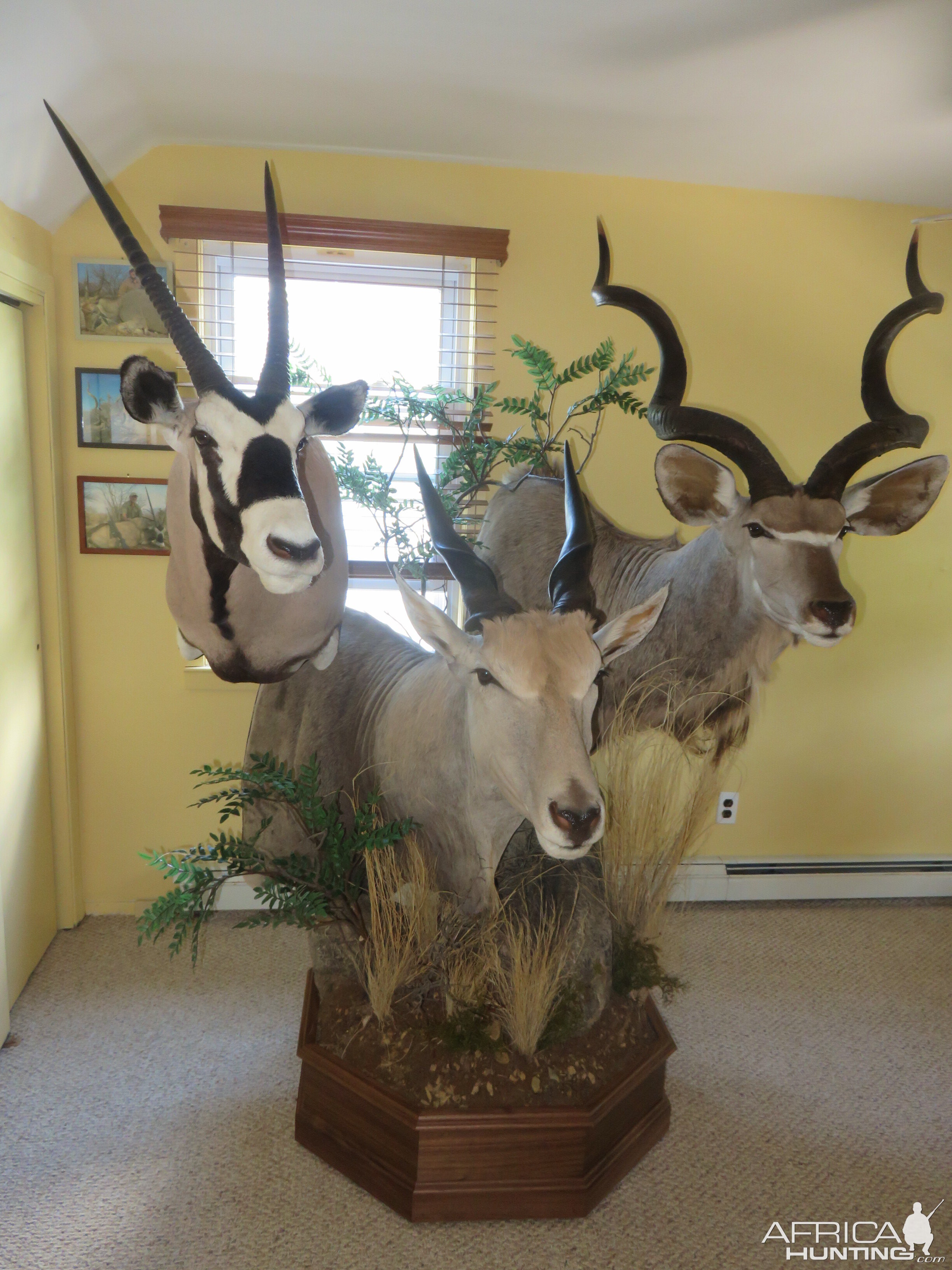 Gemsbok,  Eland, Kudu Combo Pedestal Mount Taxidermy