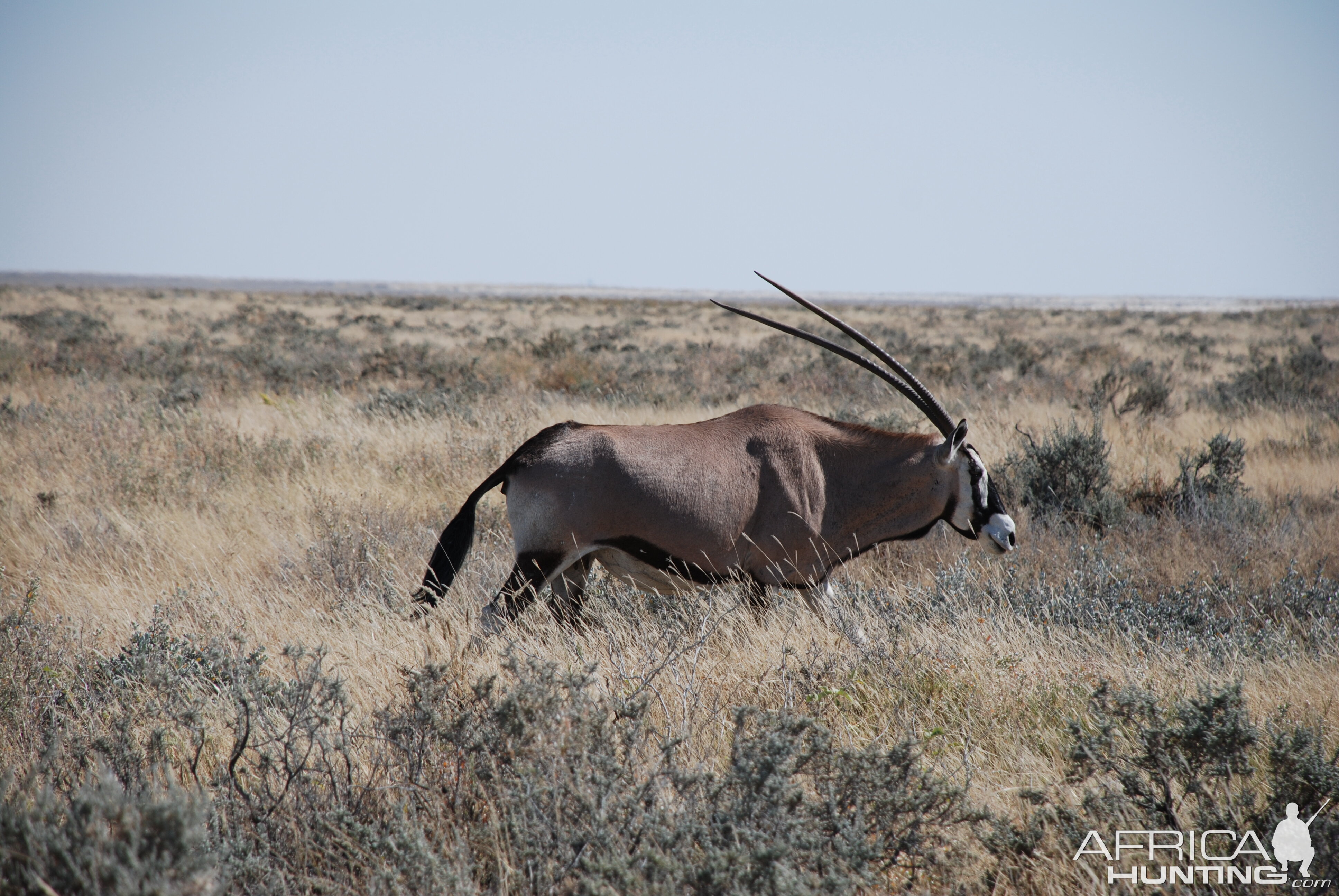 Gemsbok Etosha Namibia