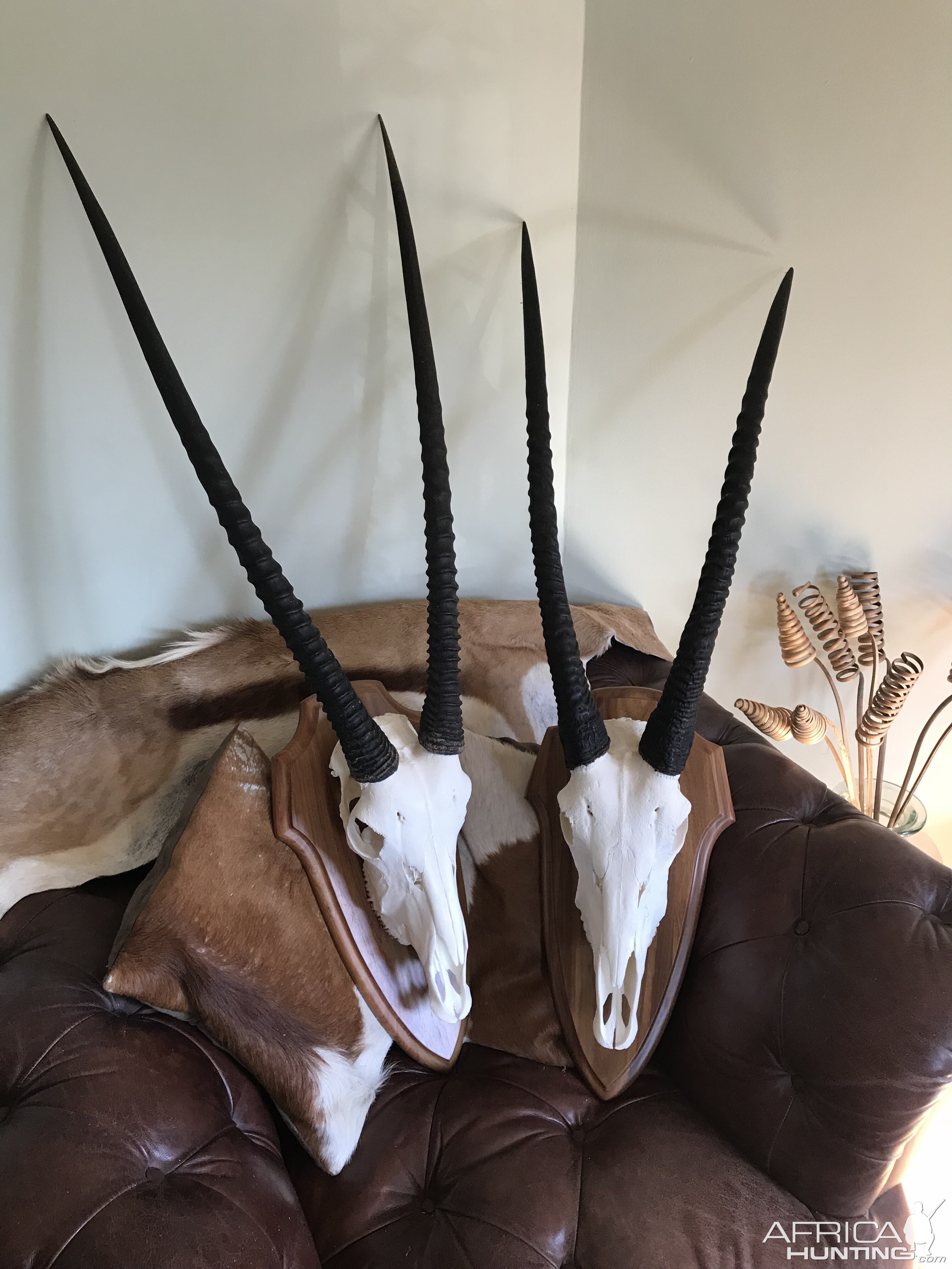 Gemsbok European Skull Mount Taxidermy | AfricaHunting.com