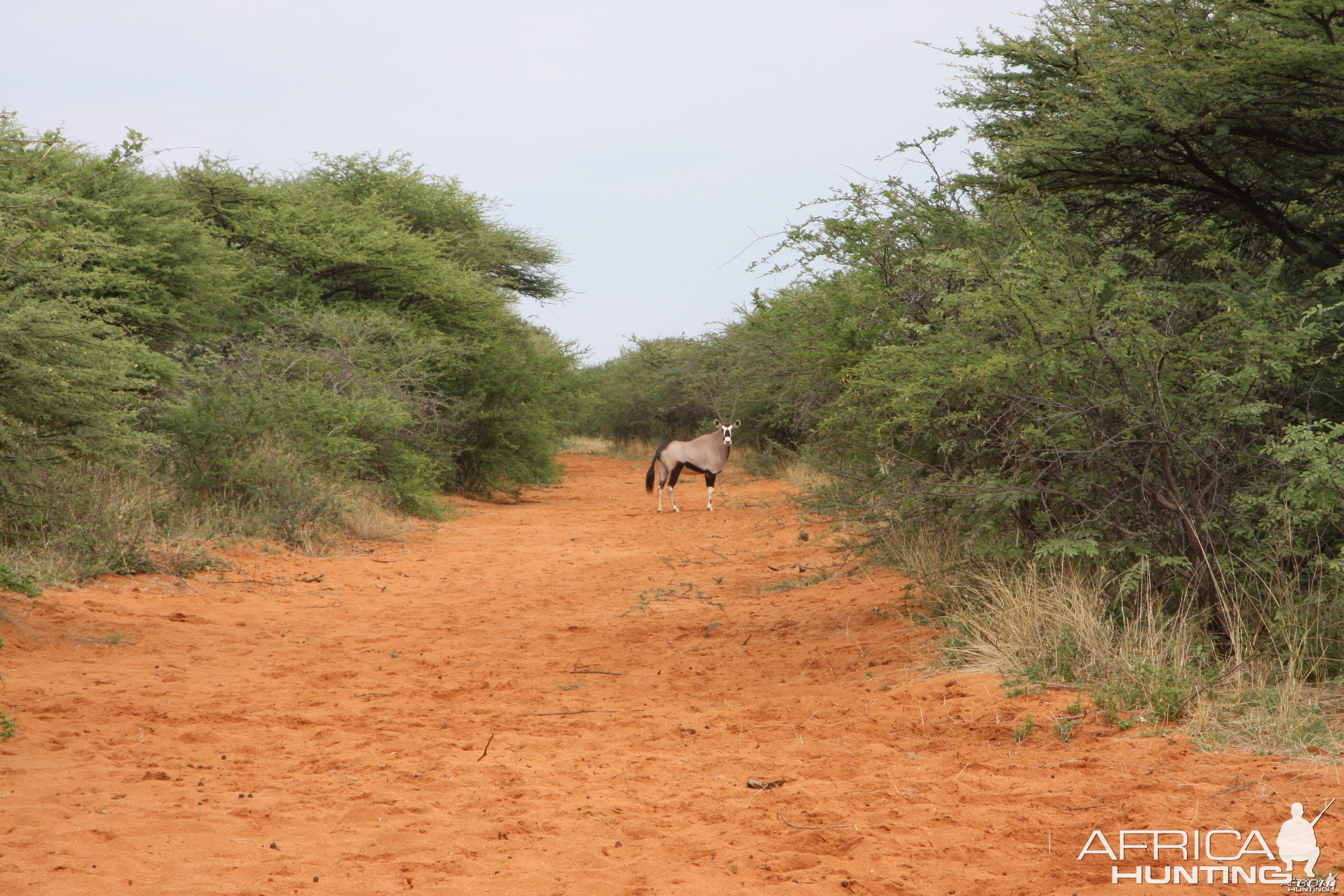 Gemsbok Female Namibia