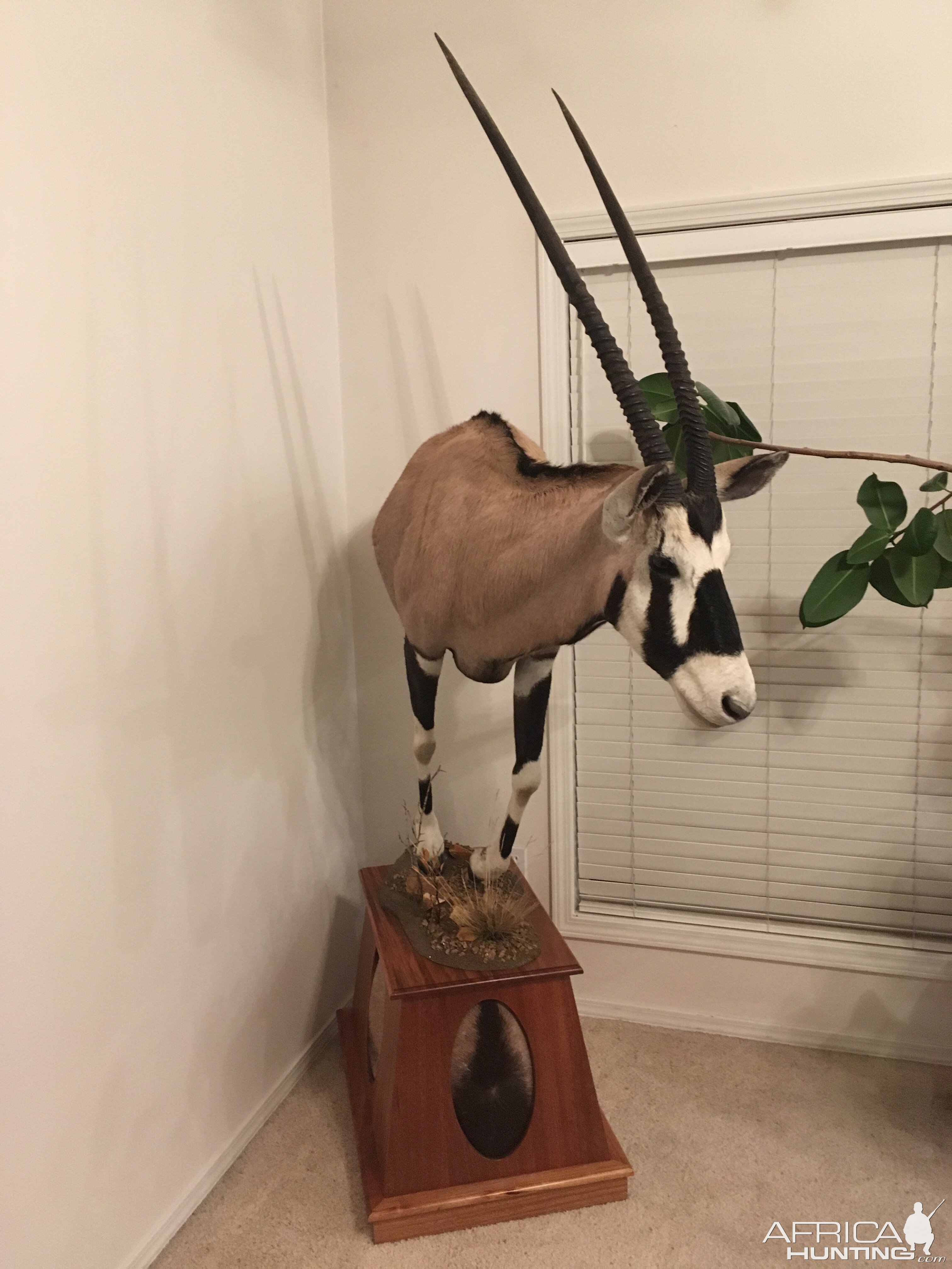 Gemsbok Half Mount Pedestal Taxidermy