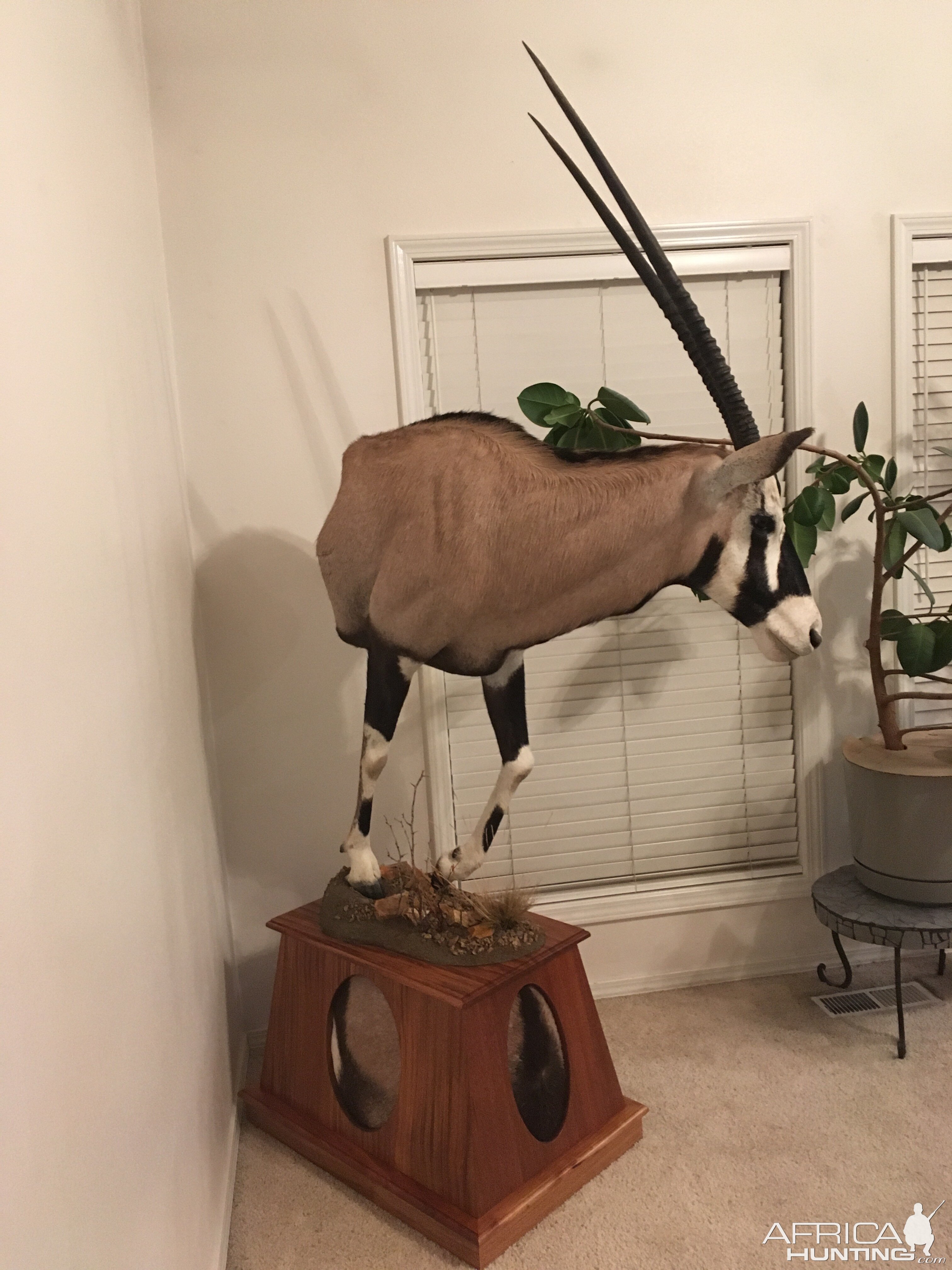 Gemsbok Half Mount Pedestal Taxidermy