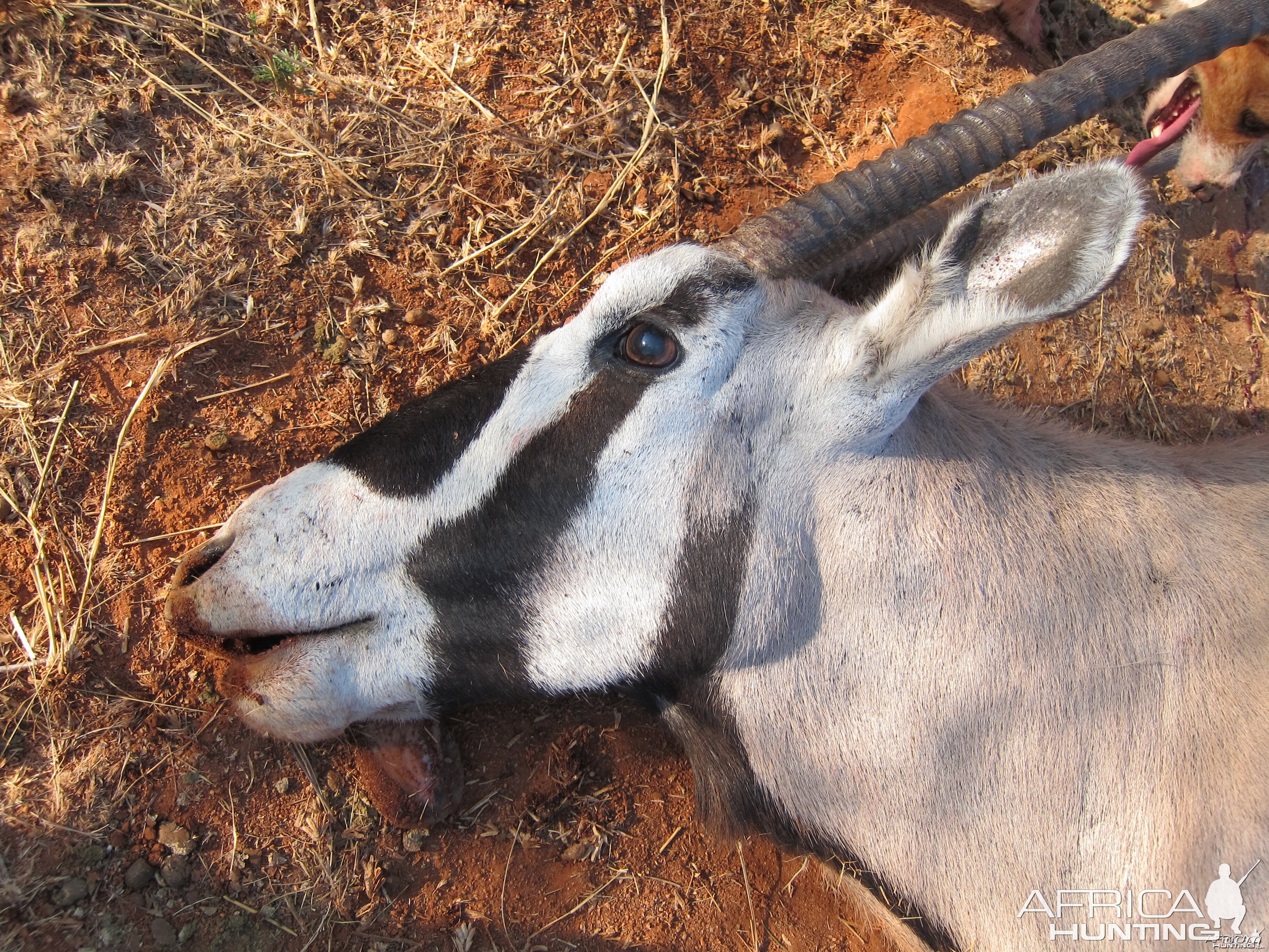 Gemsbok Head Namibia