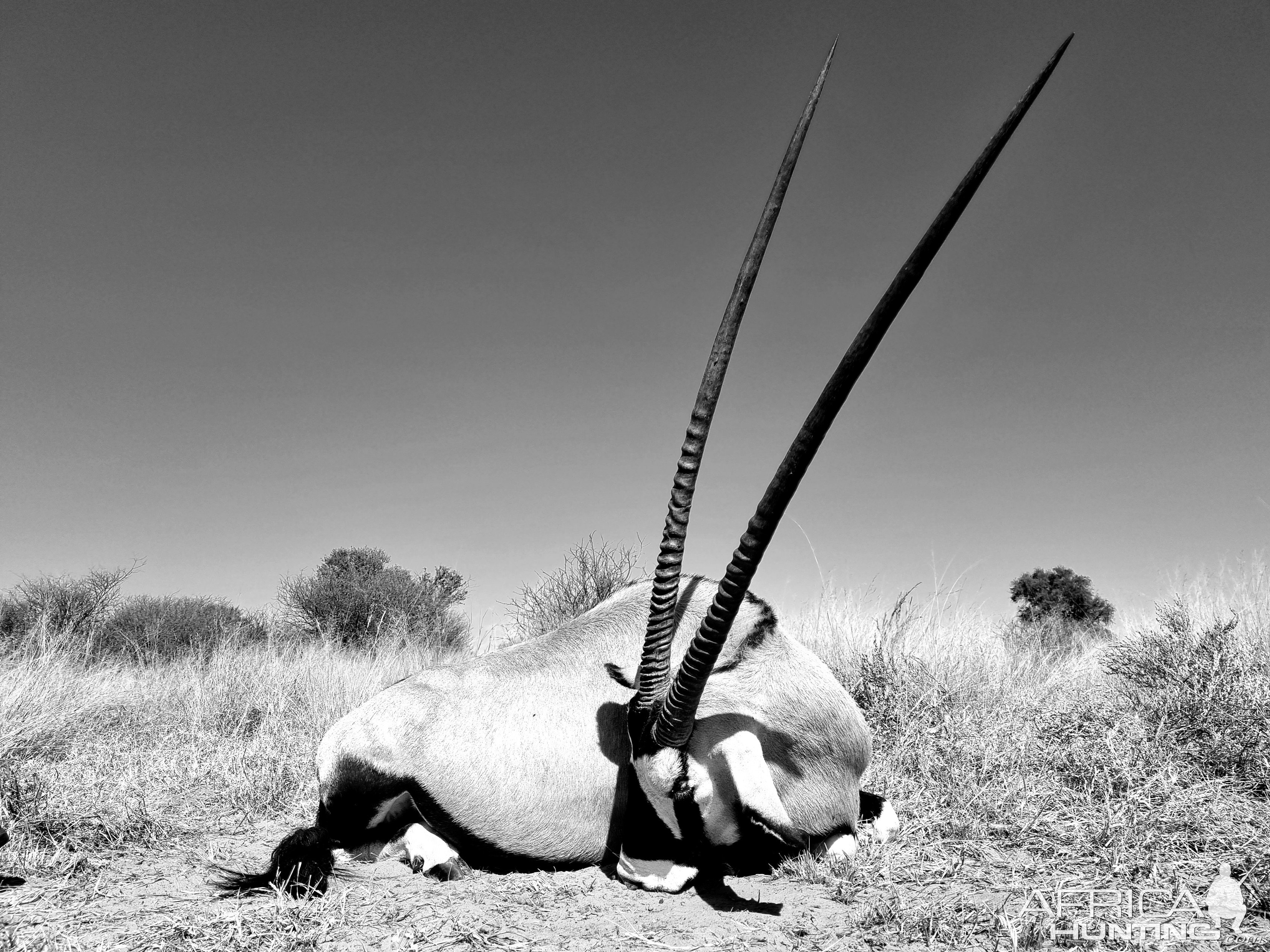 Gemsbok Hunt | AfricaHunting.com