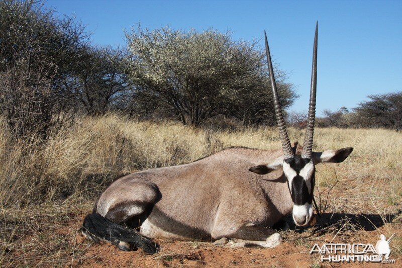 Gemsbok hunted in Namibia