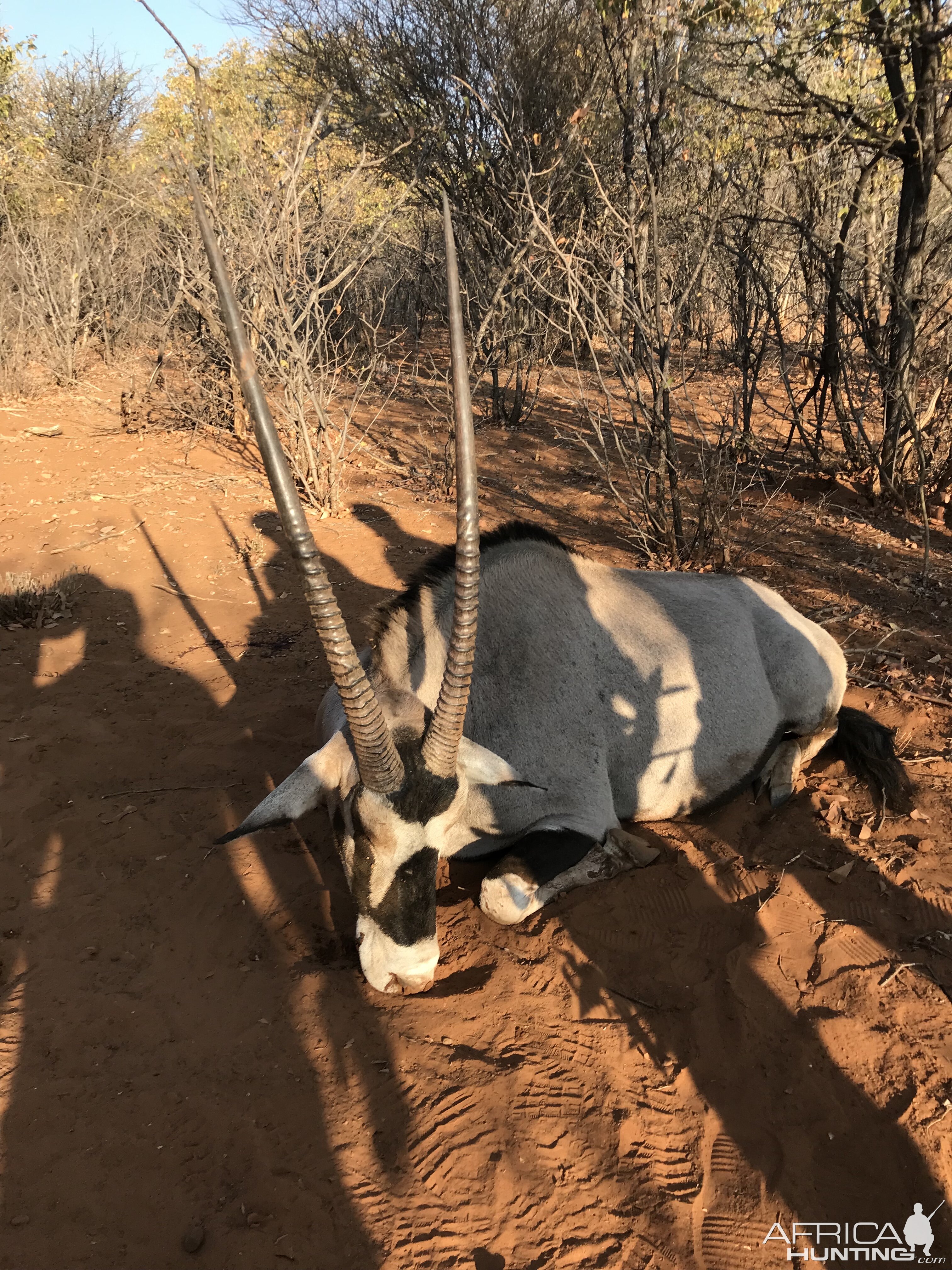 Gemsbok Hunting Namibia