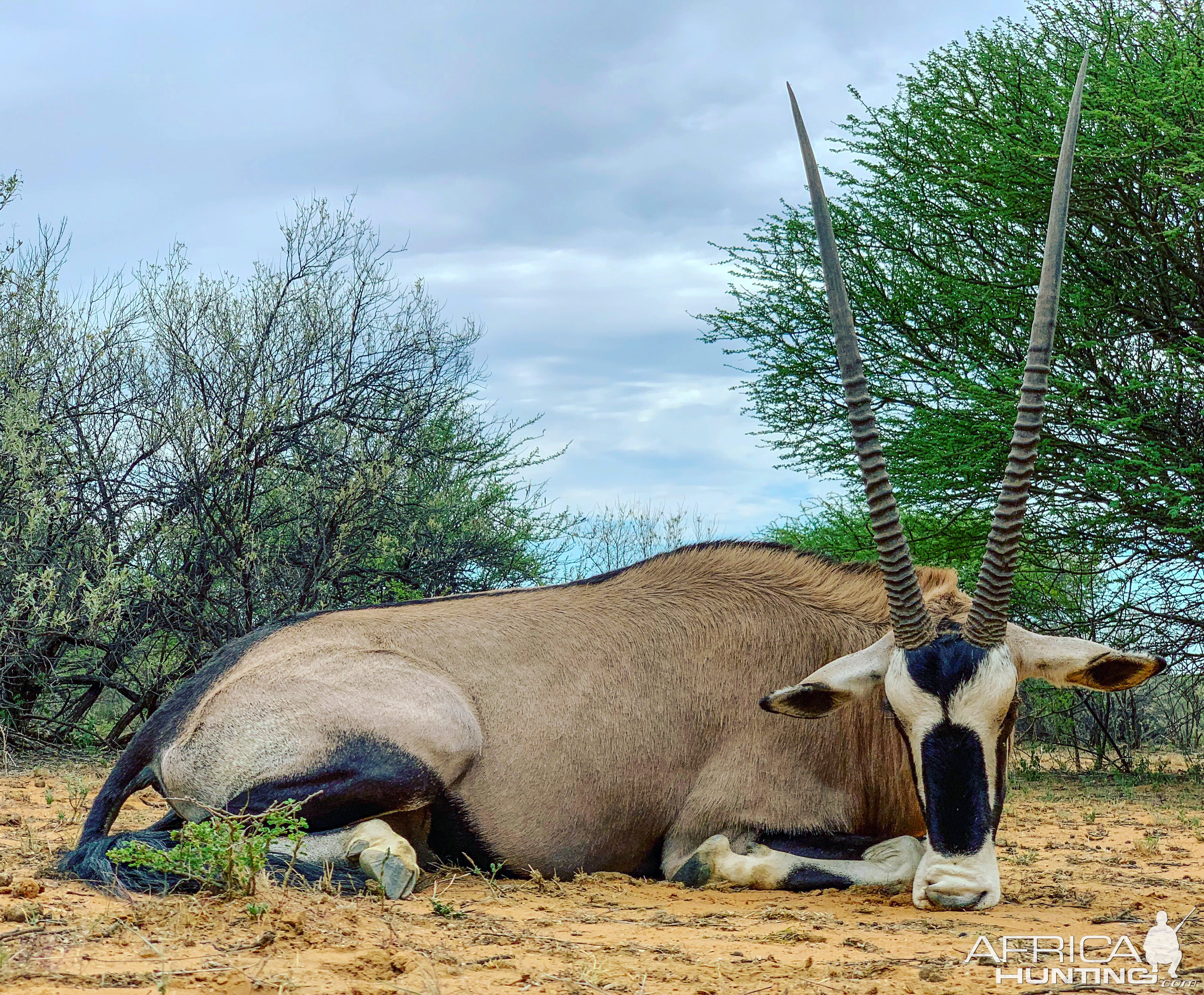 Gemsbok Hunting Namibia