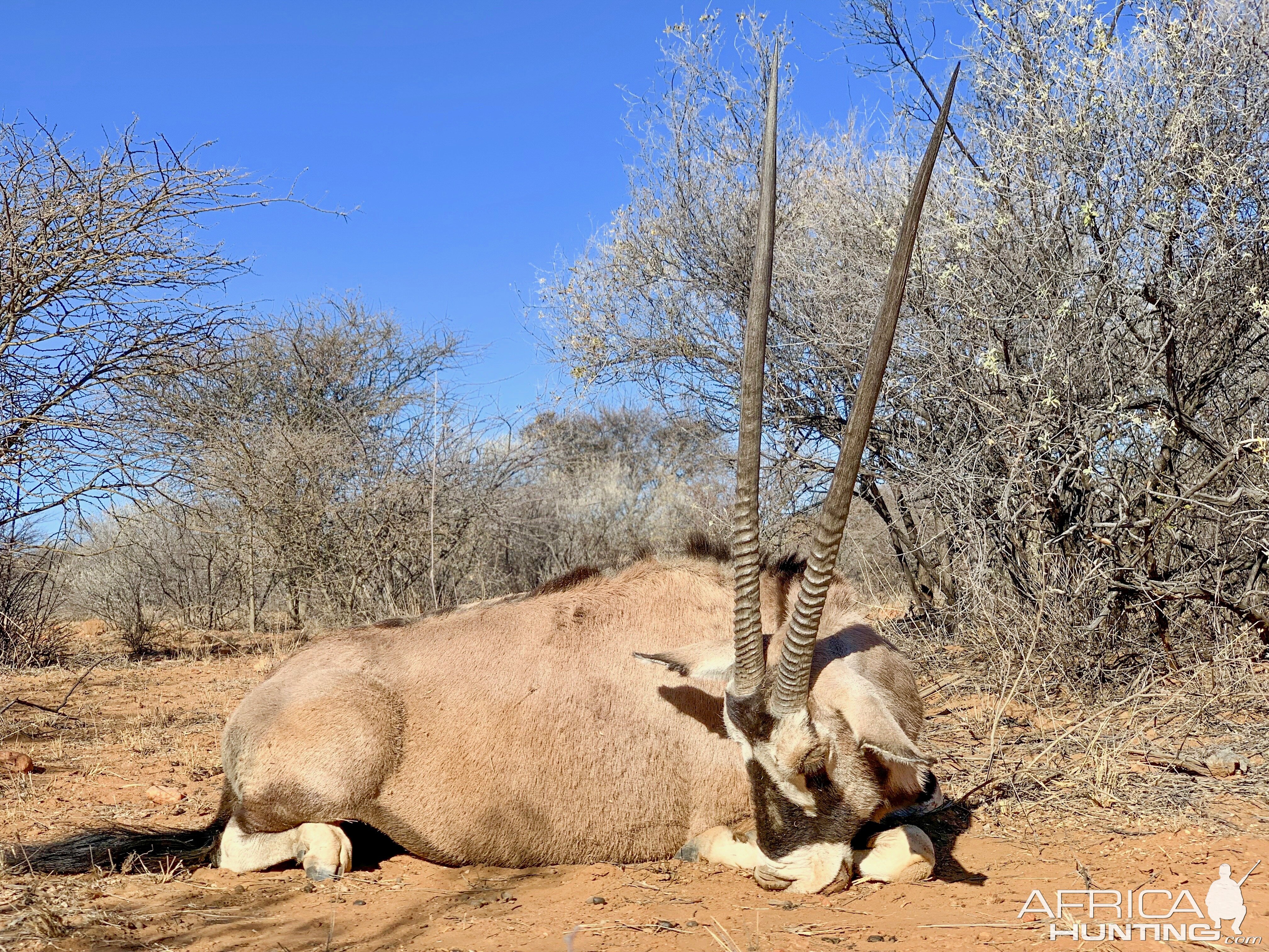 Gemsbok Hunting Namibia