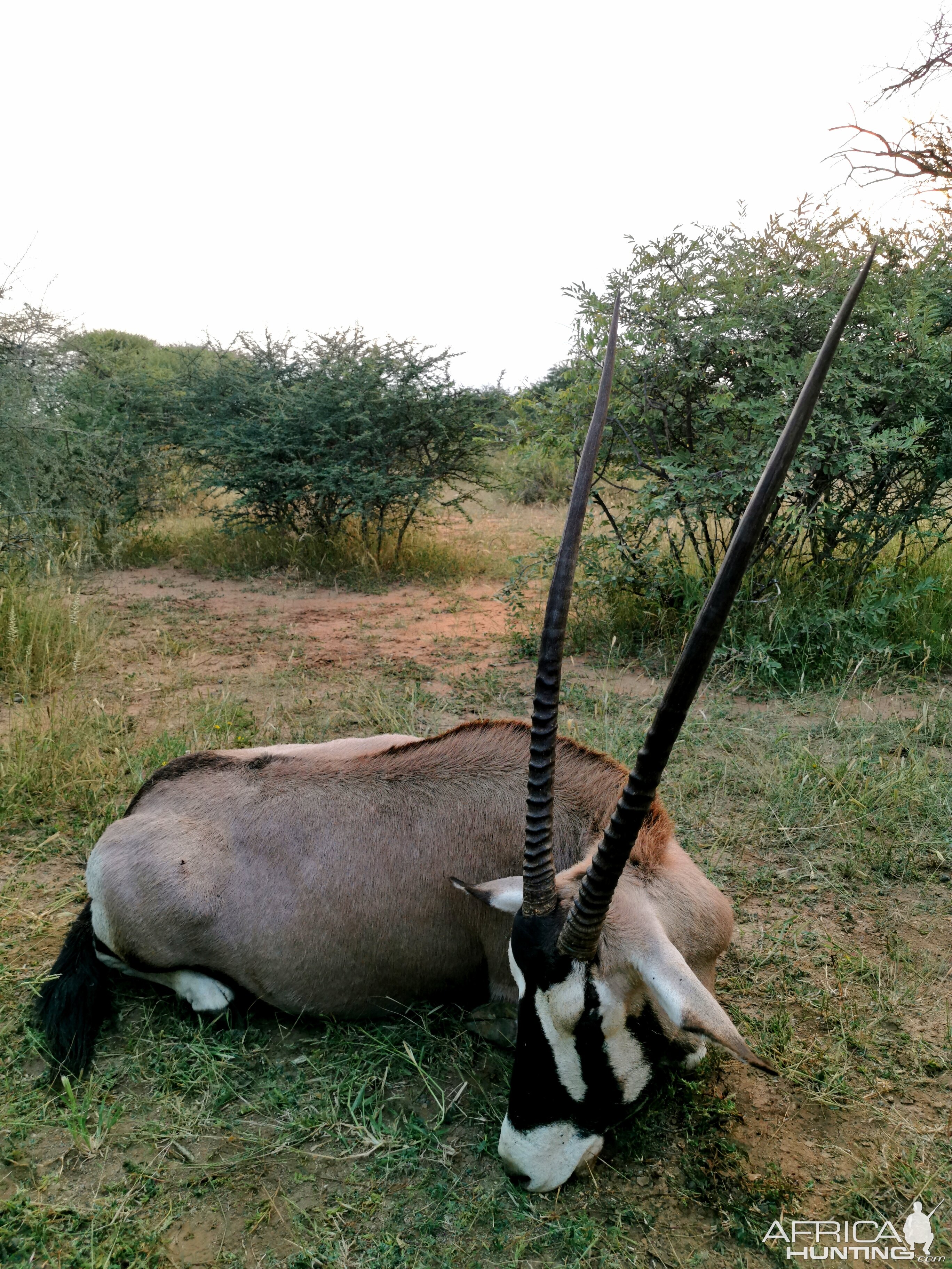 Gemsbok Hunting South Africa