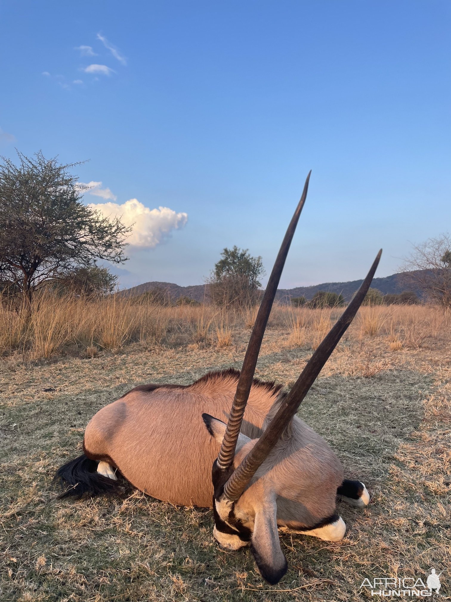 Gemsbok Hunting South Africa