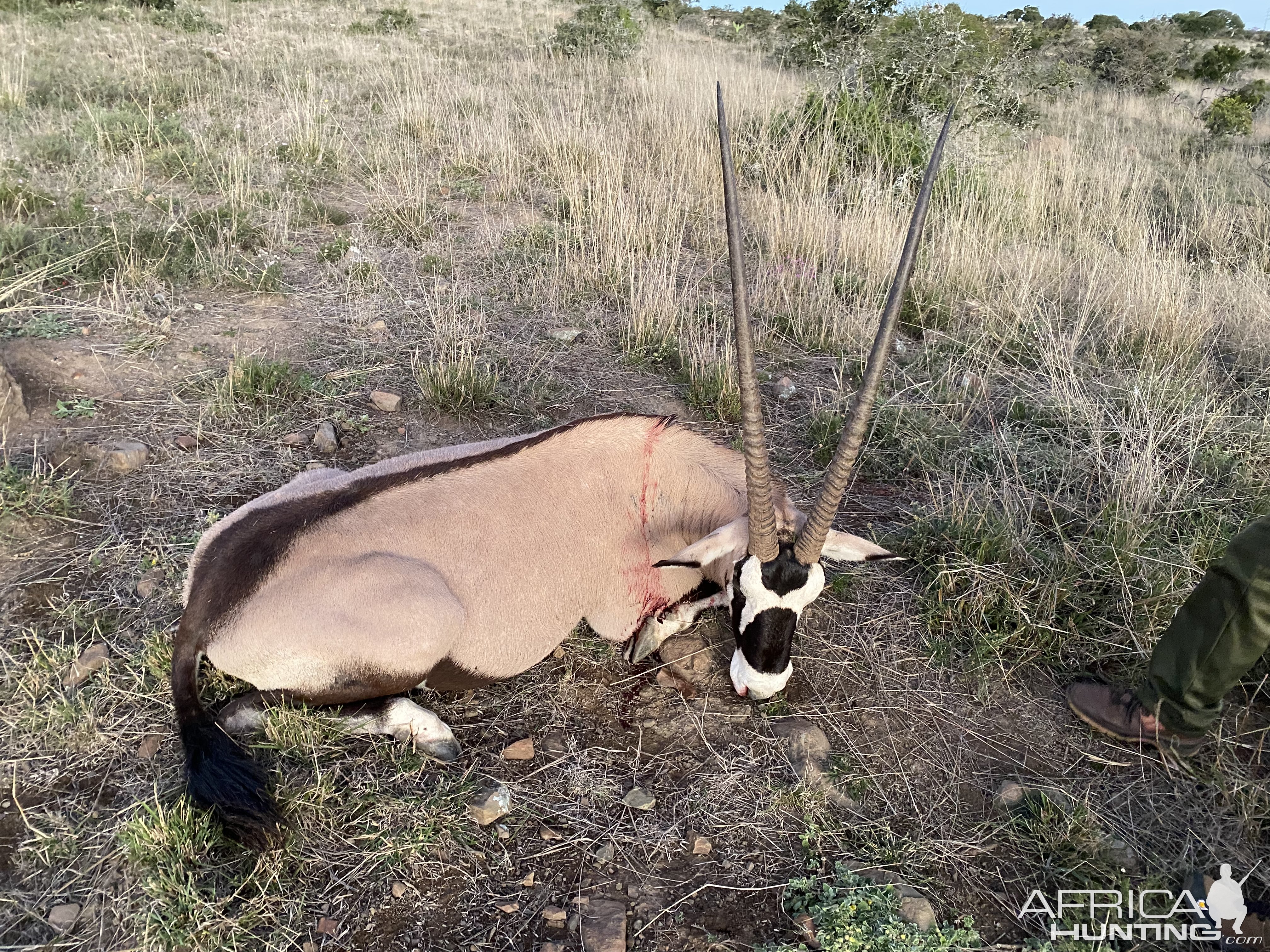 Gemsbok Hunting South Africa