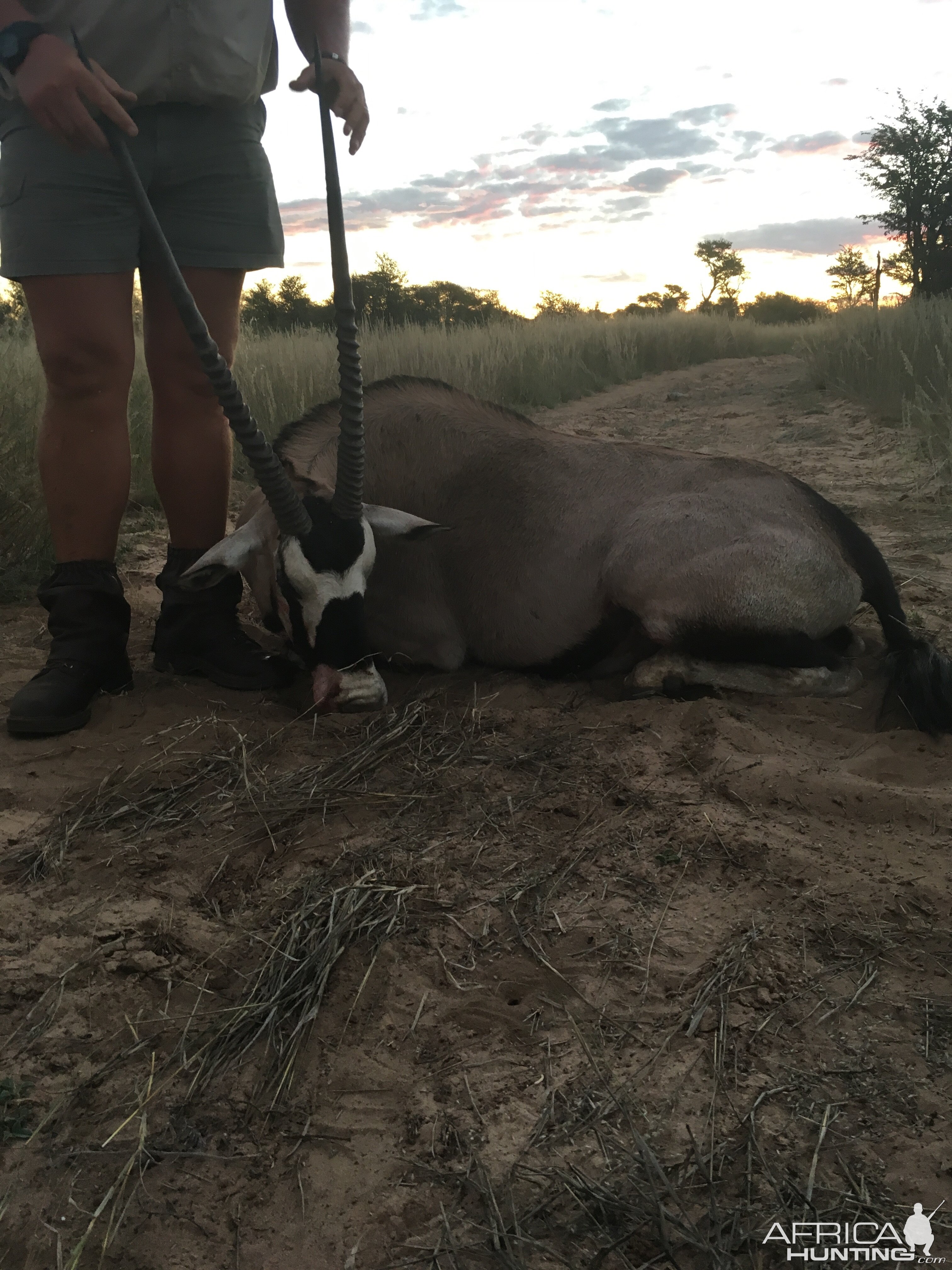 Gemsbok Hunting South Africa