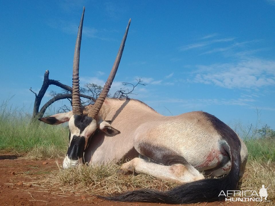 Gemsbok Hunting South Africa