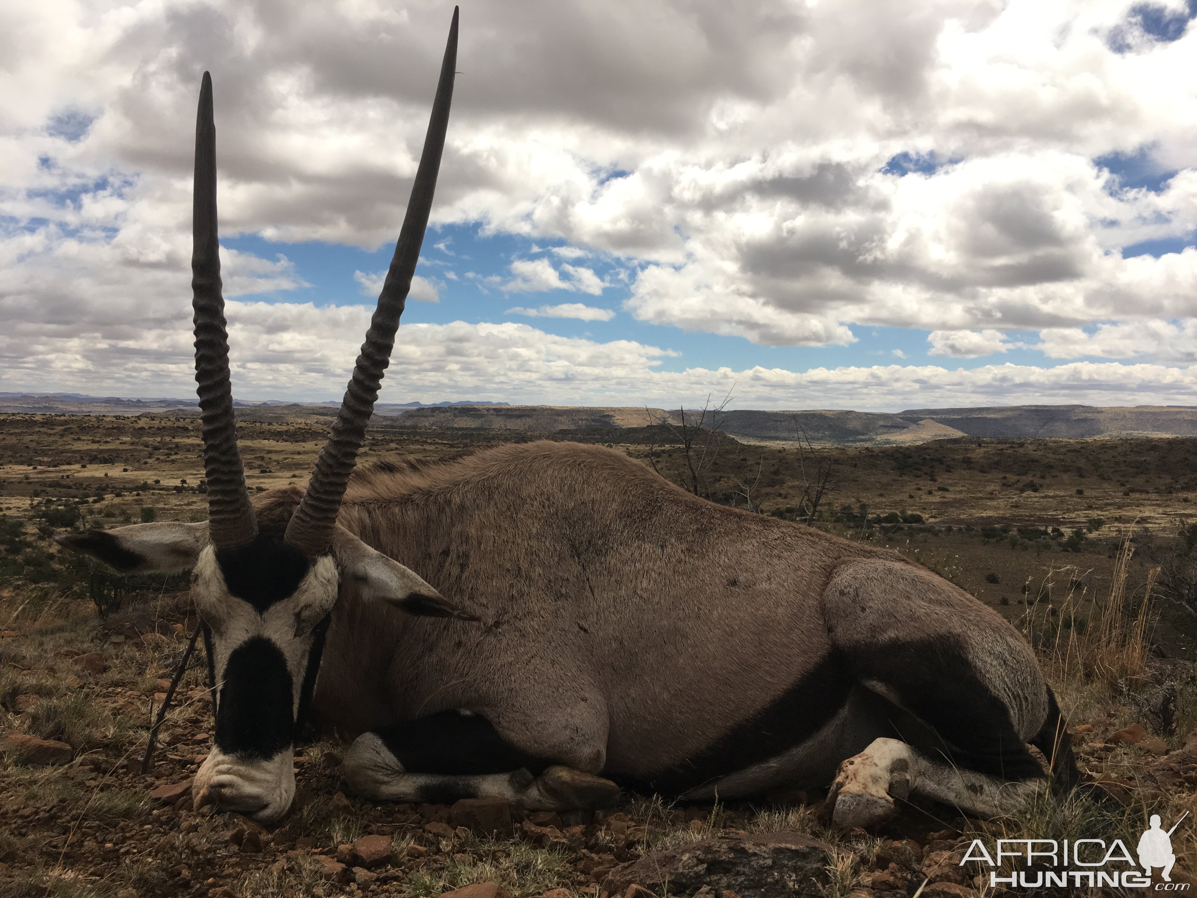 Gemsbok Hunting South Africa