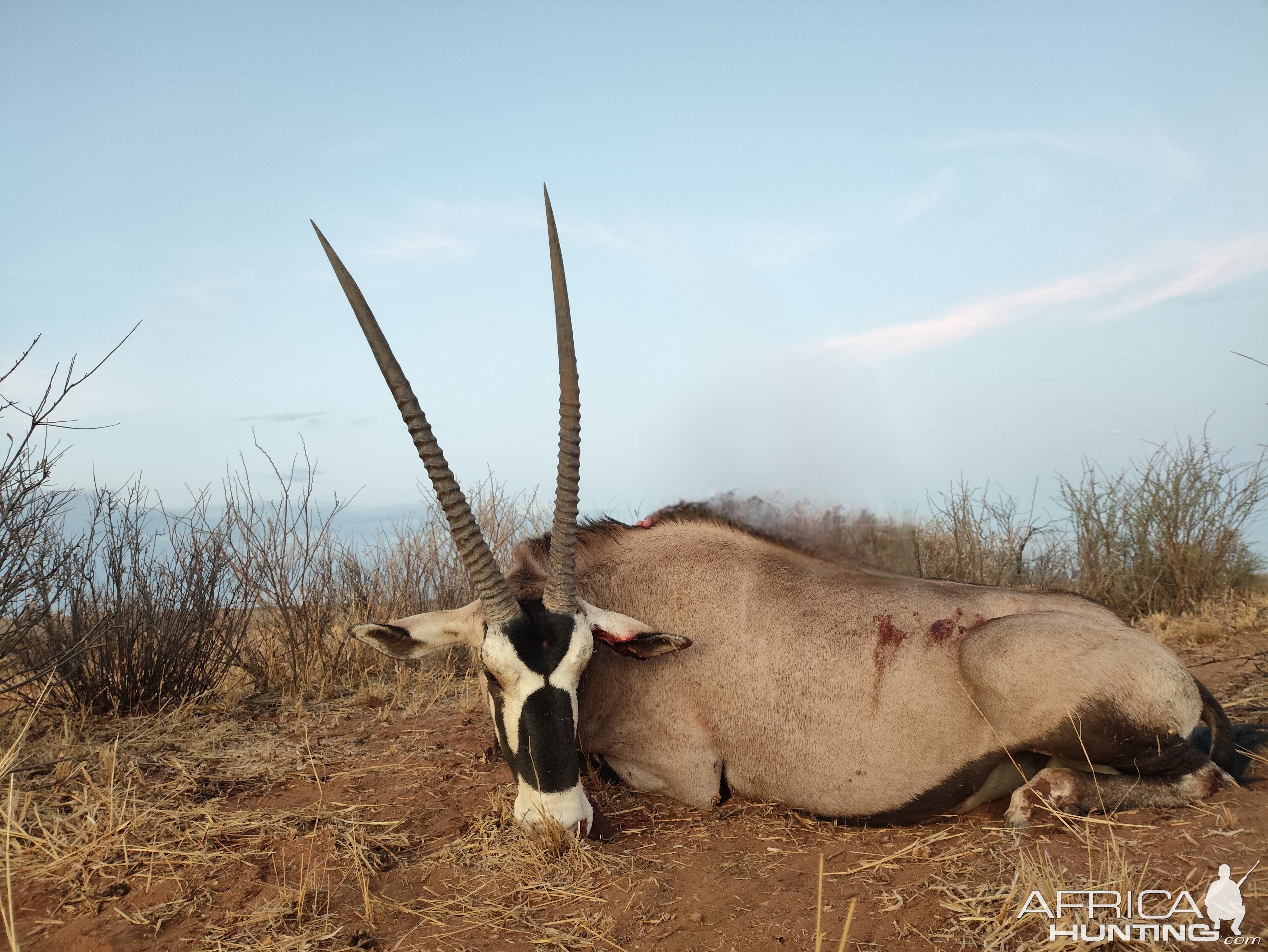 Gemsbok hunting