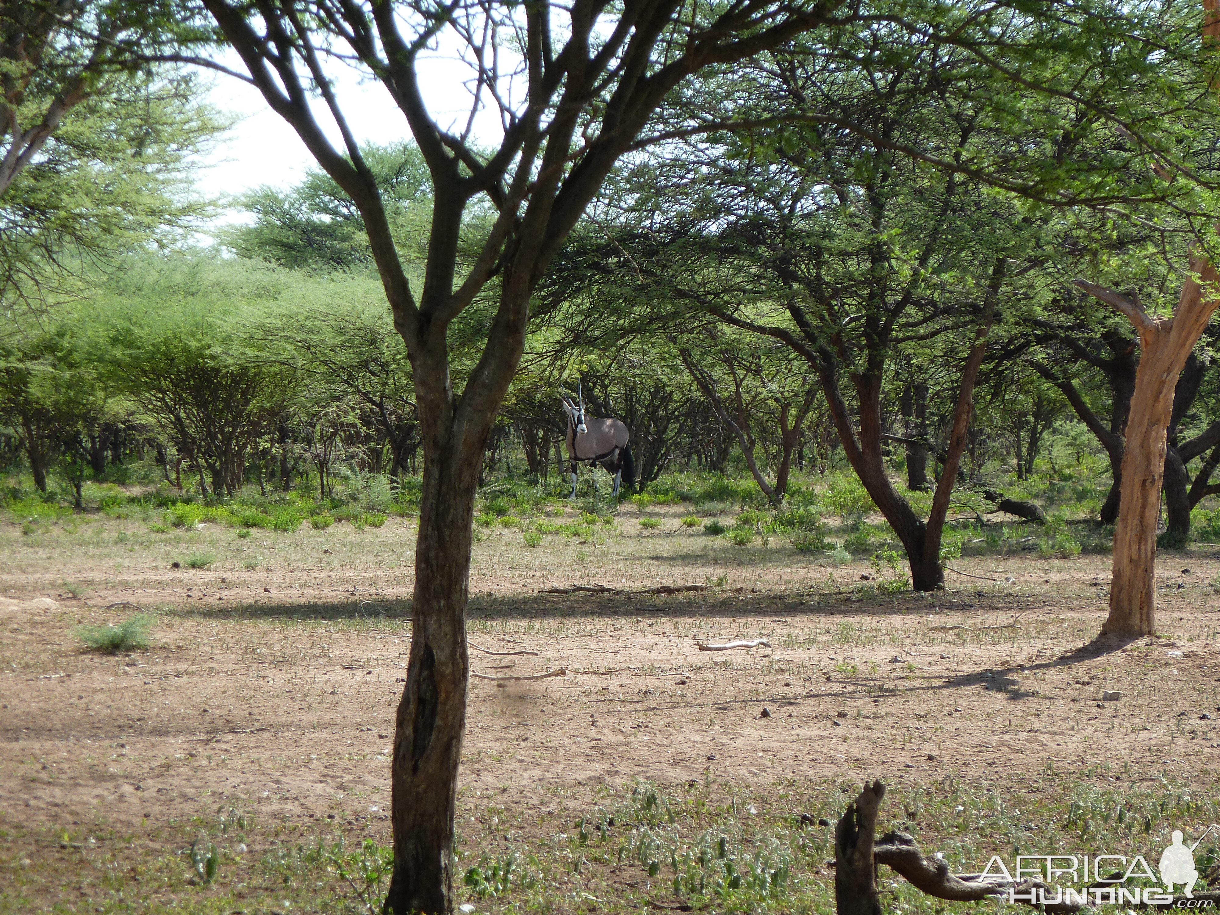 Gemsbok in Namibia