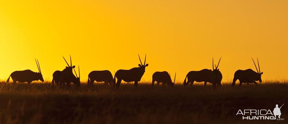 Gemsbok in the Golden Namibian Sunset