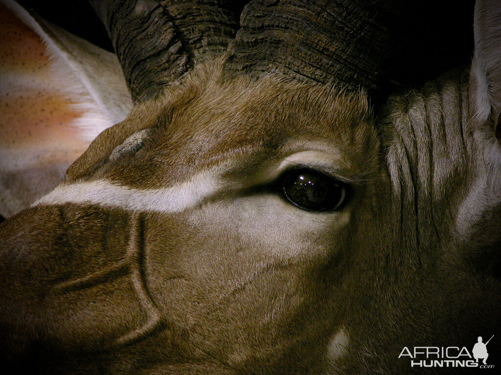 Gemsbok & Kudu Double Pedestal Taxidermy