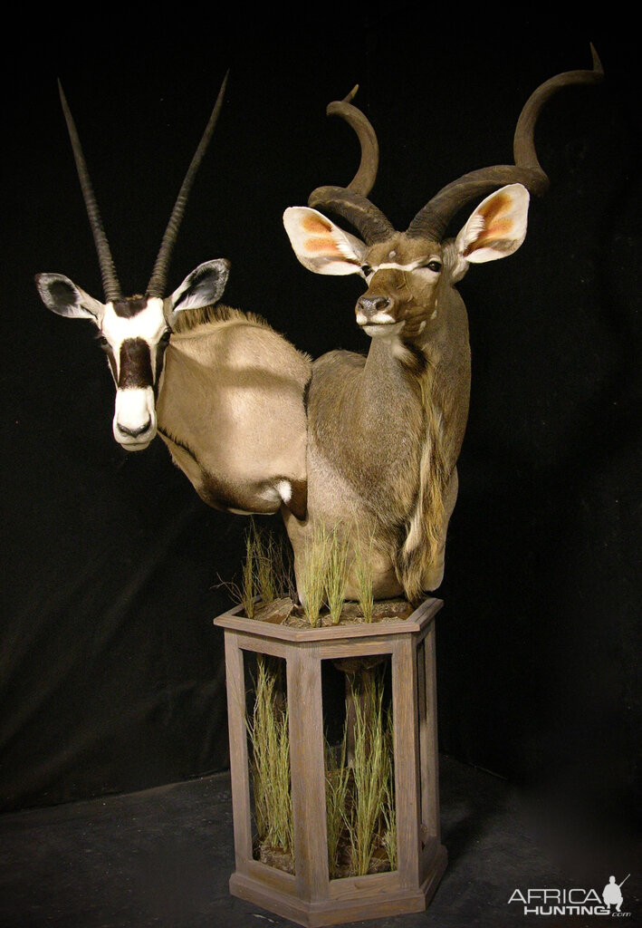 Gemsbok & Kudu Double Pedestal Taxidermy