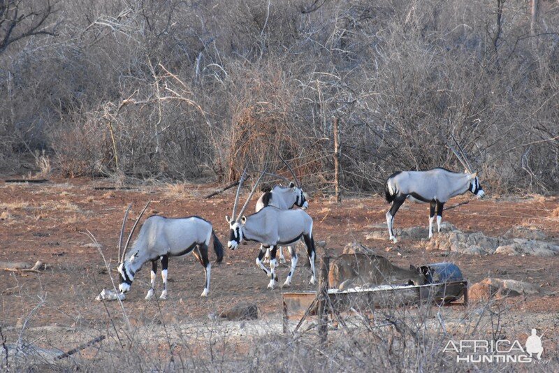 Gemsbok & Kudu Female Namibia