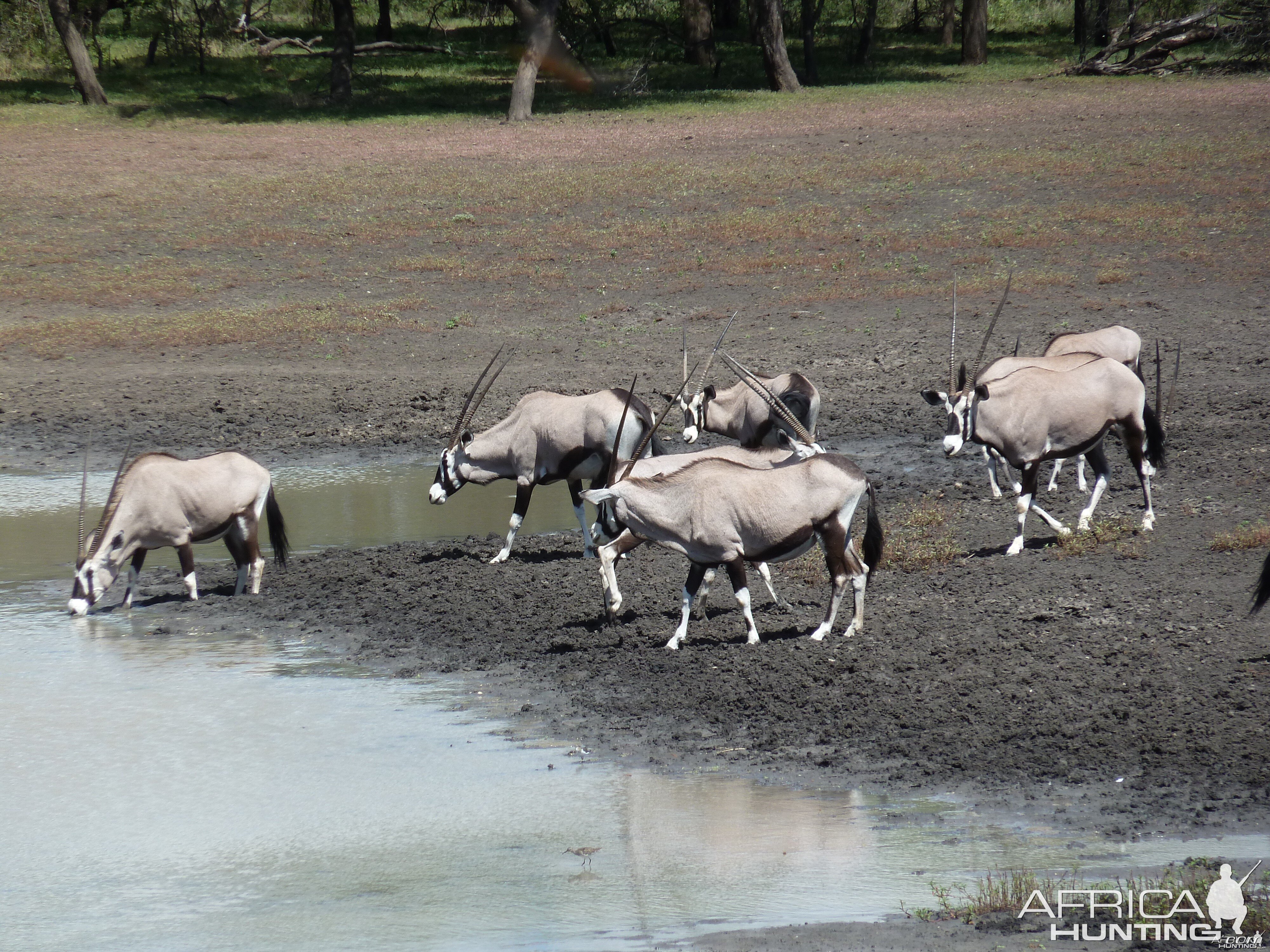 Gemsbok Namibia