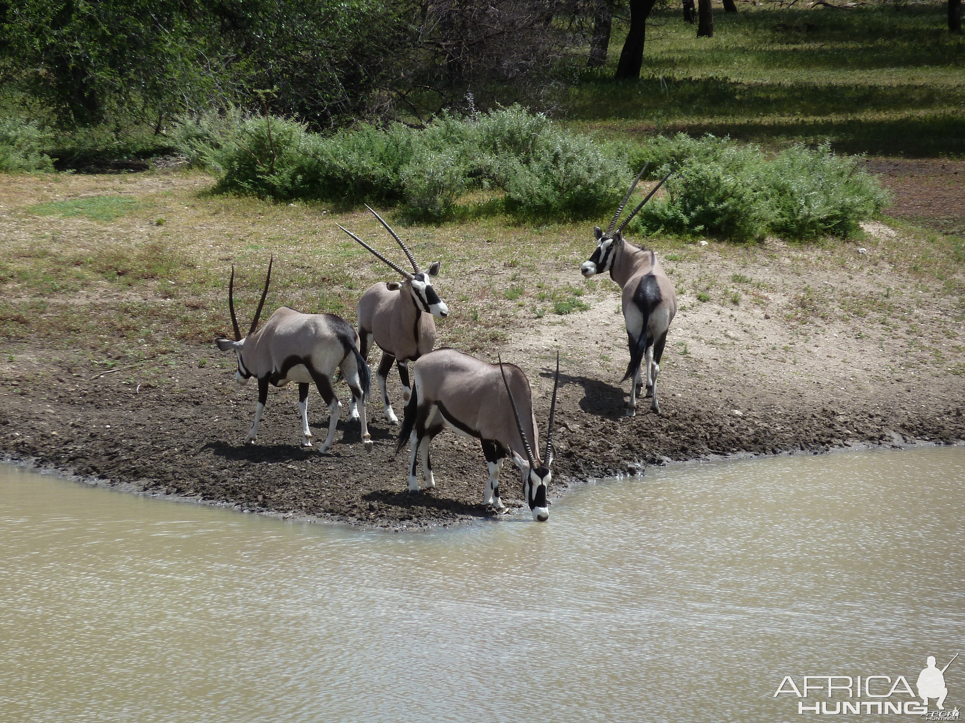 Gemsbok Namibia