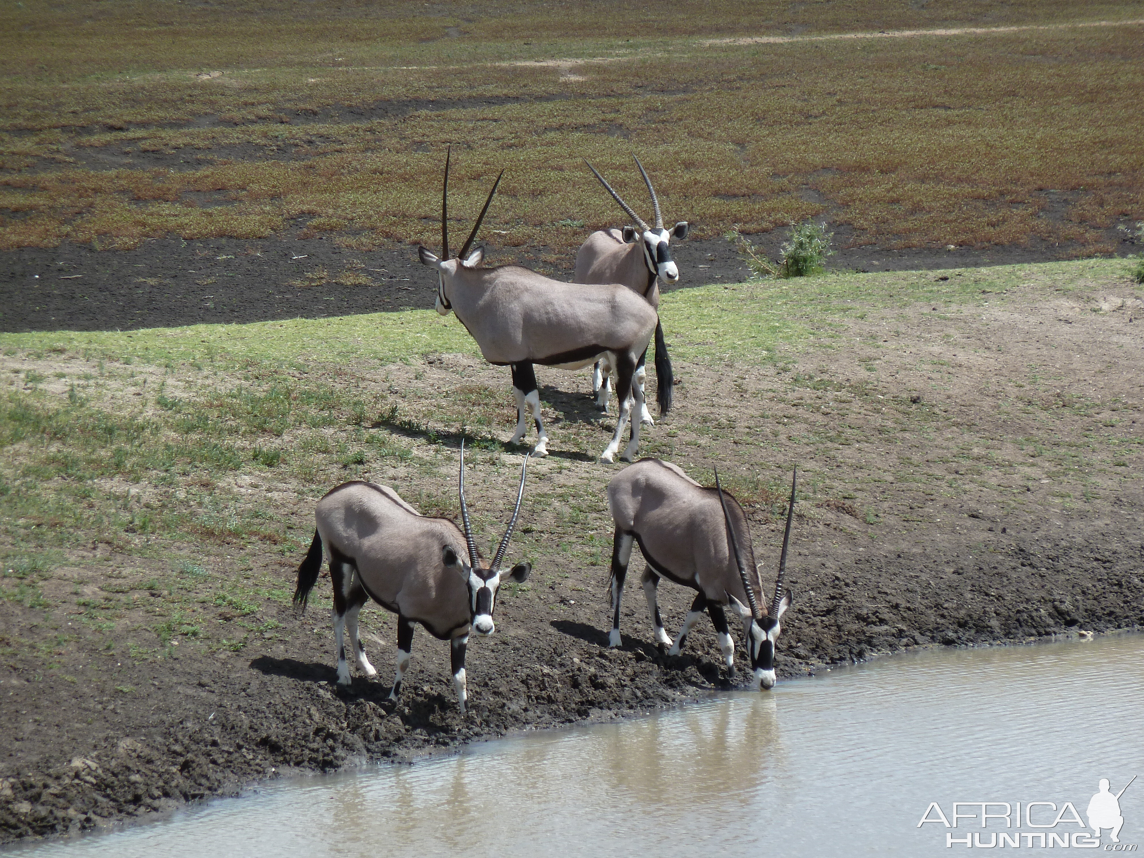 Gemsbok Namibia