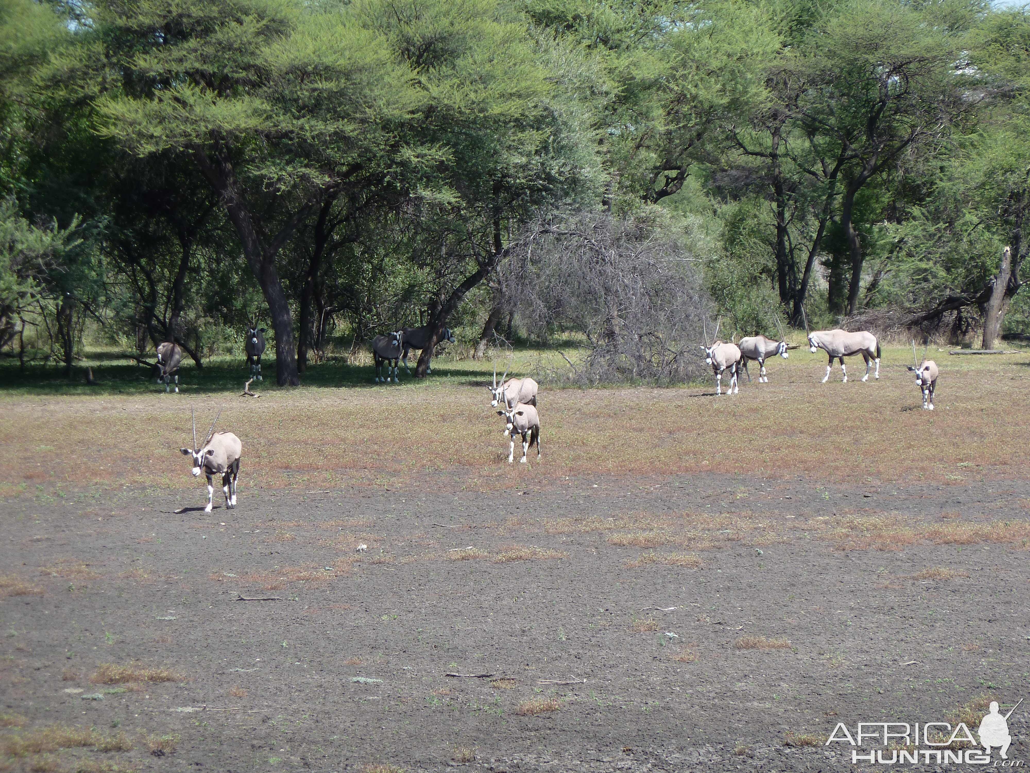 Gemsbok Namibia