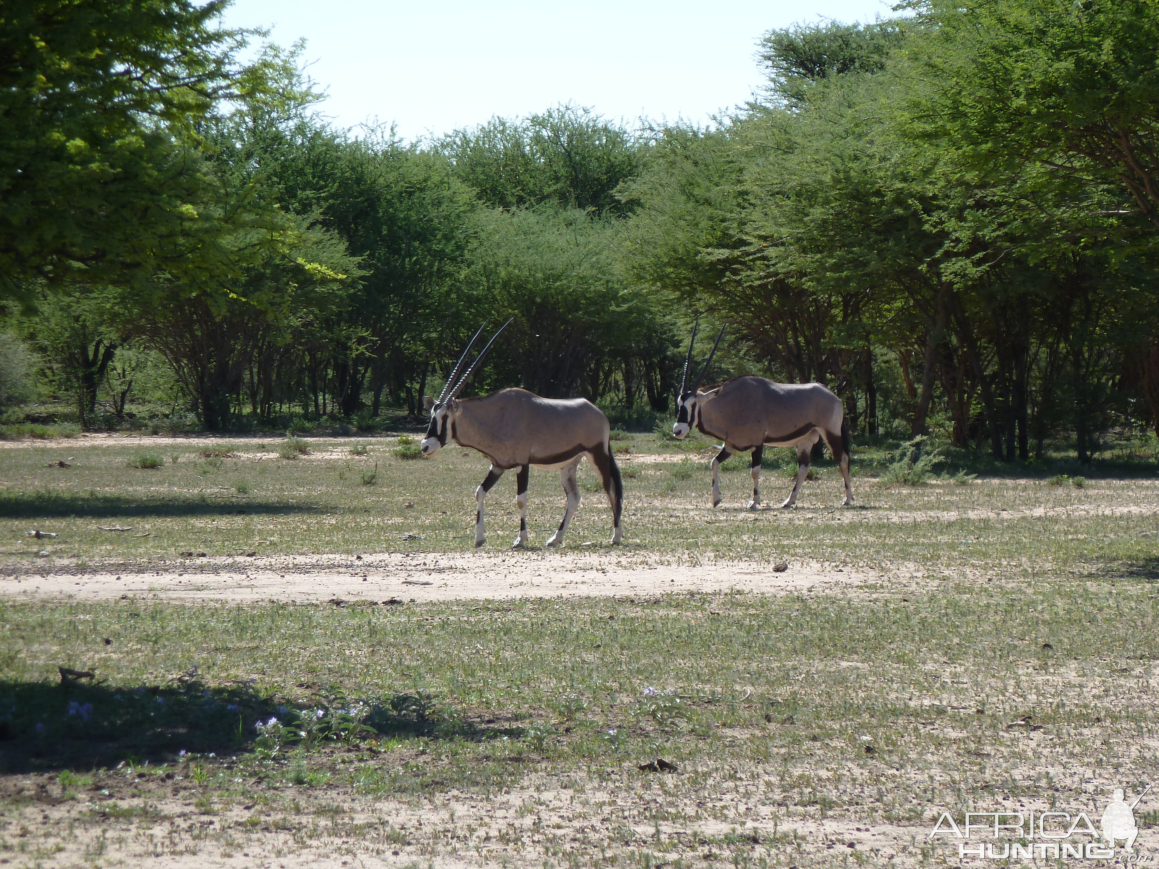 Gemsbok Namibia