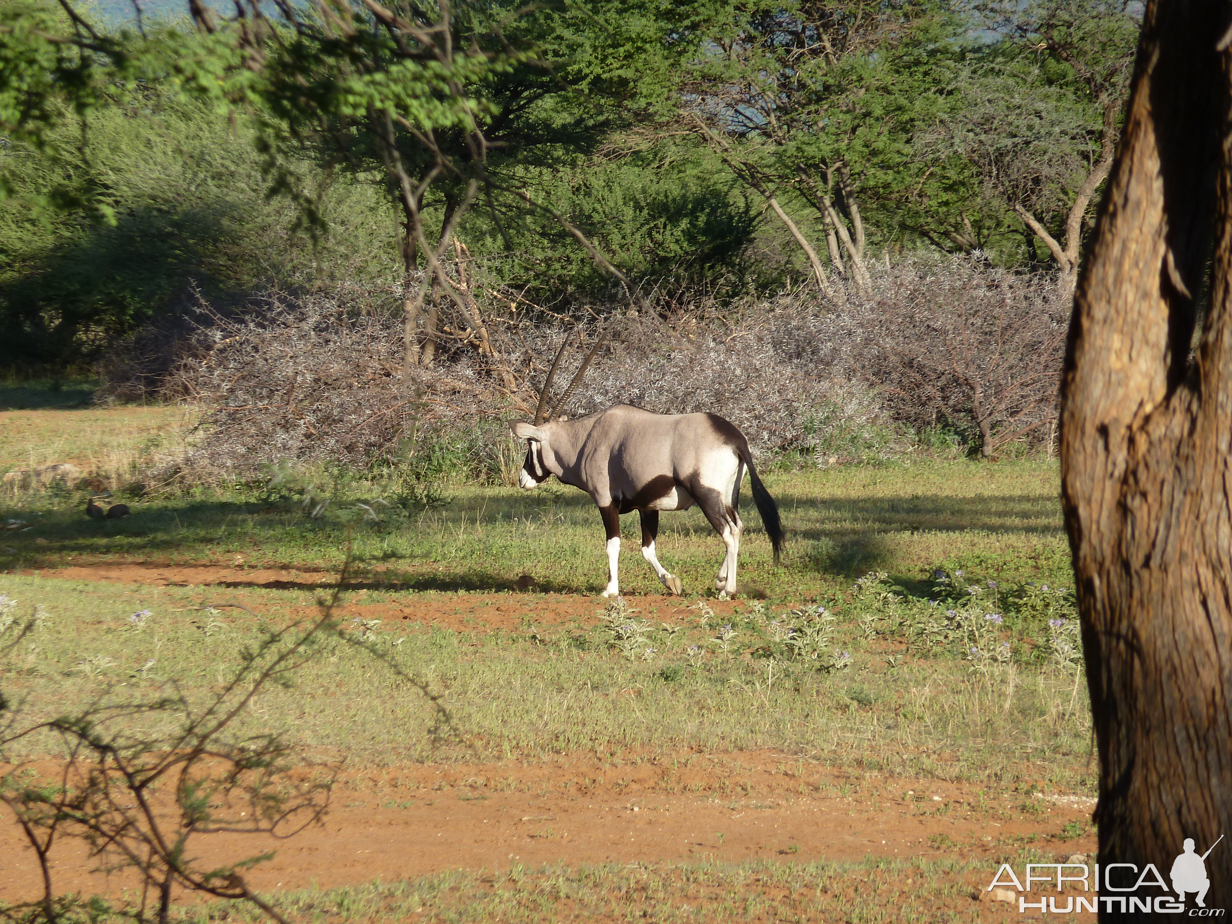 Gemsbok Namibia