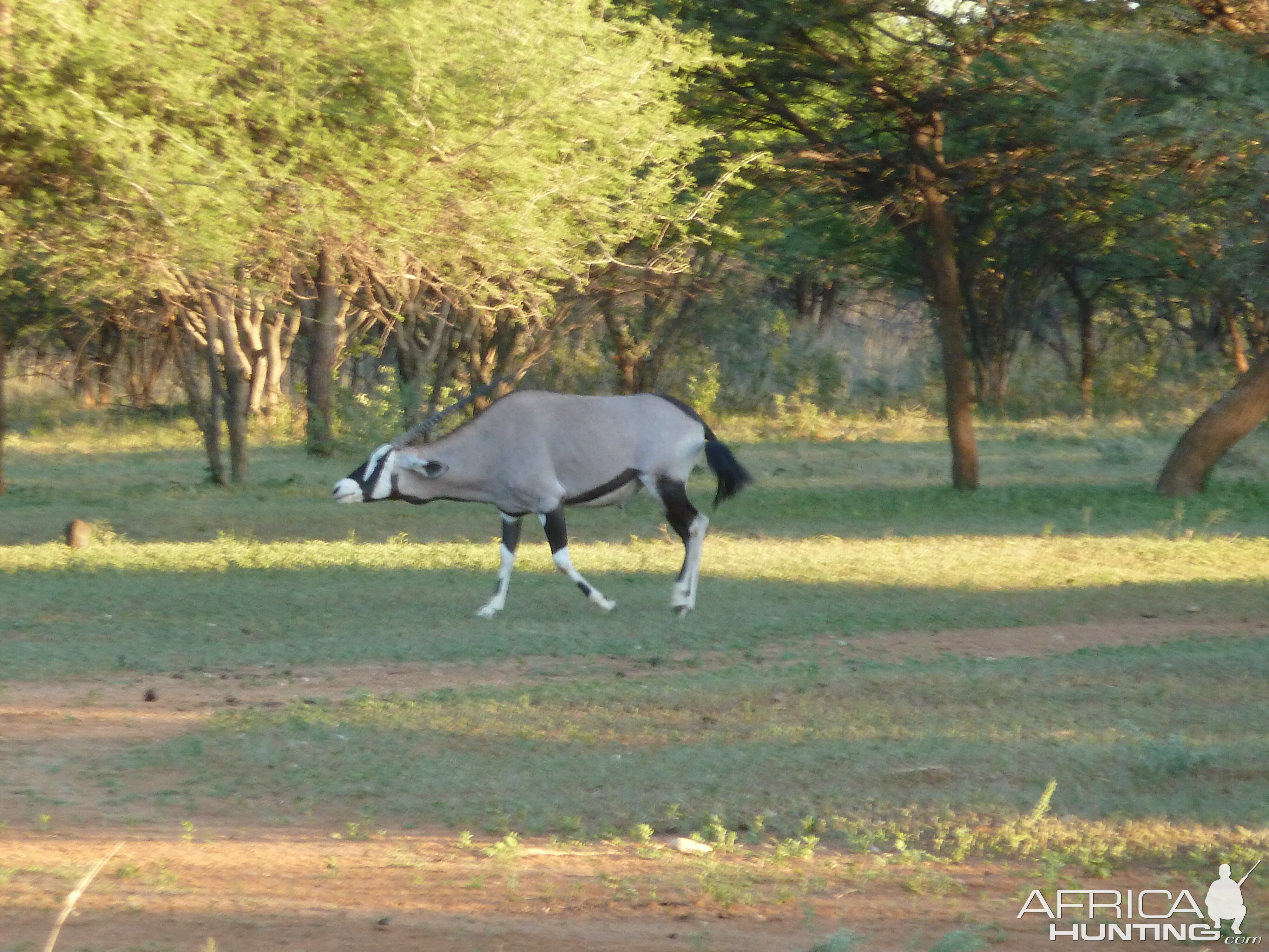 Gemsbok Namibia