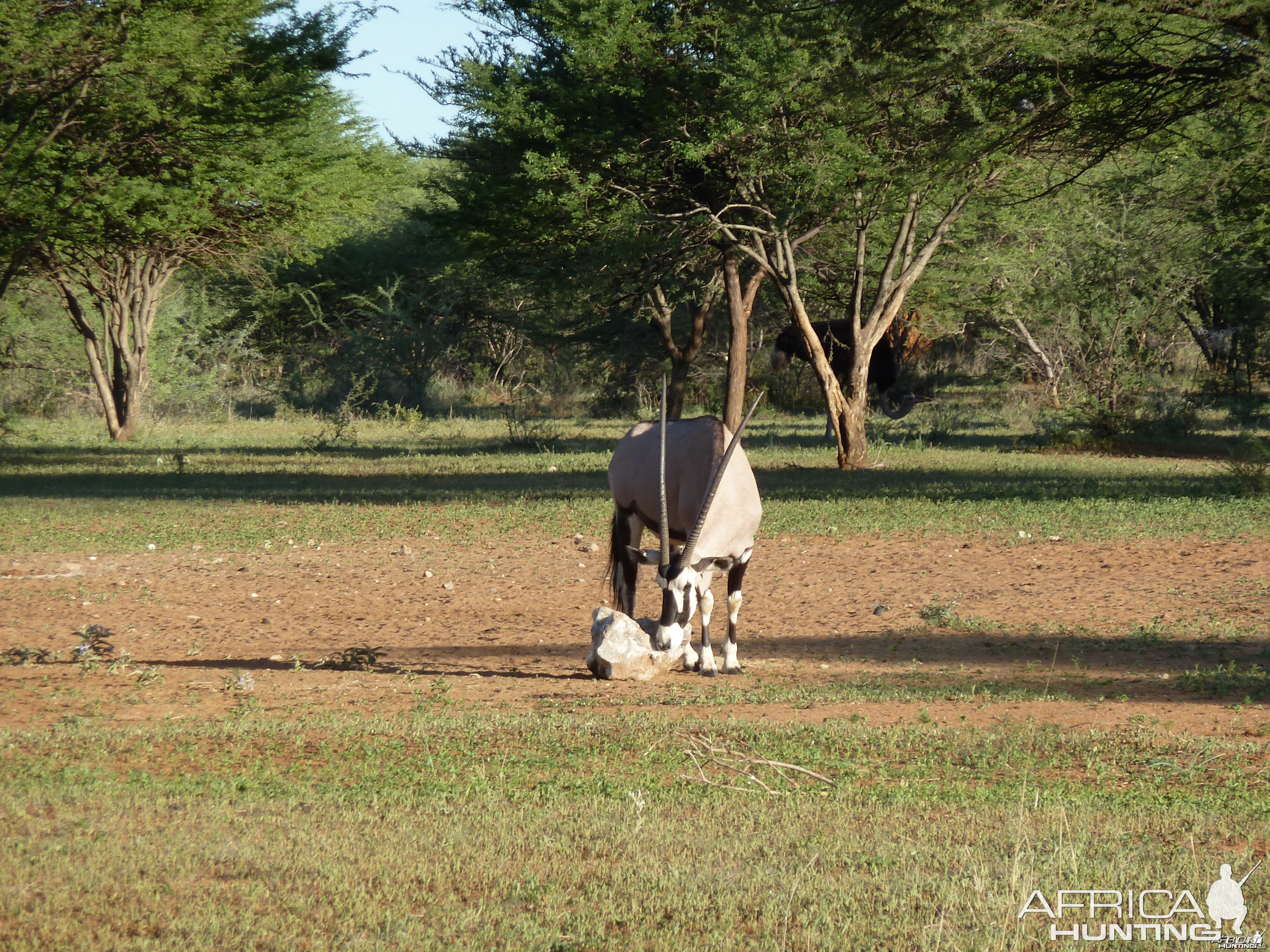 Gemsbok Namibia