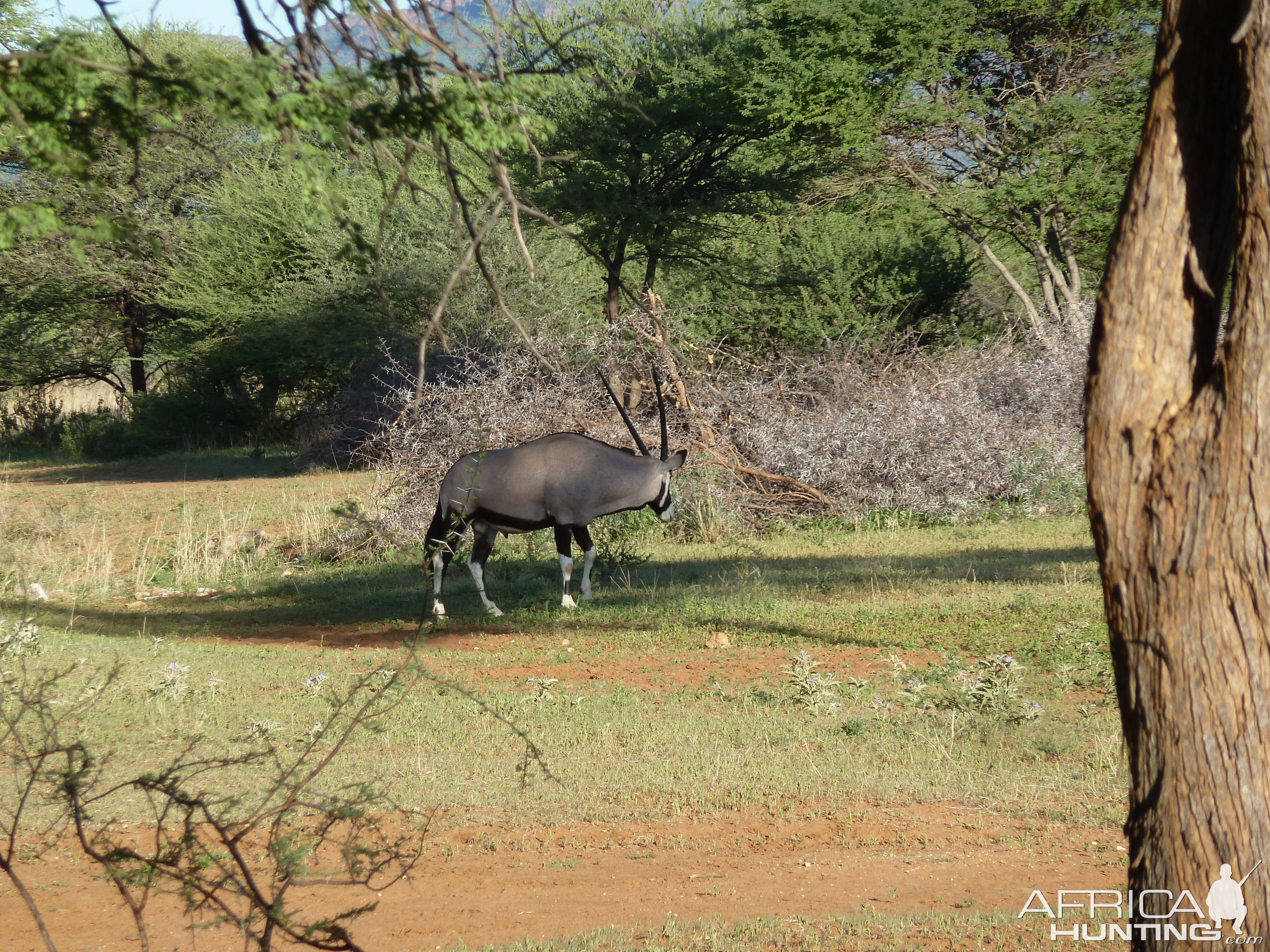 Gemsbok Namibia